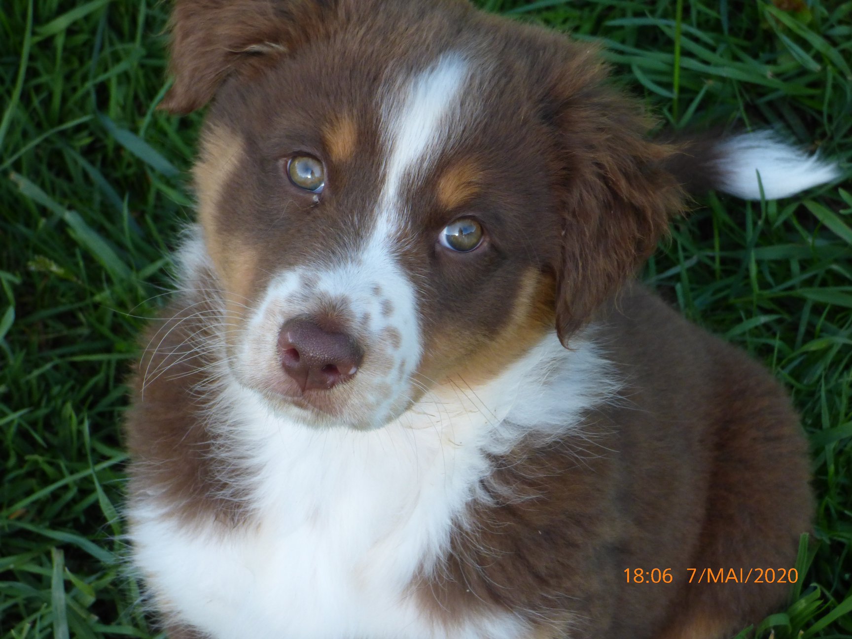 Rolla Bolla a 2 mois Photo d'un chiot berger australien, issue de la portée de Daisy et Laiko, rouge tricolore âgée de mois.