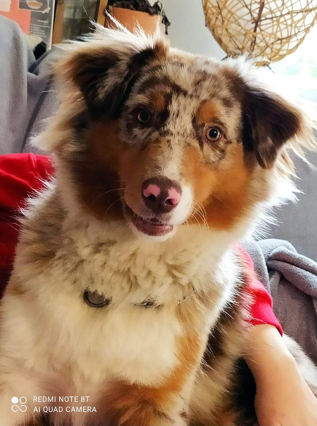 Photo d'un chiot berger australien, issue de la portée de Daisy et Laiko, rouge merle âgée d'environ 19 mois.'