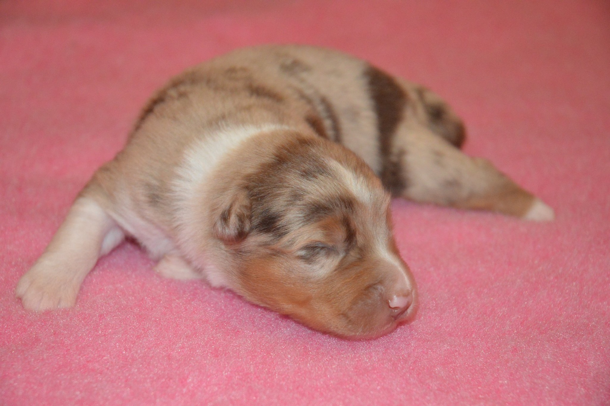Raya à quelques jours Photo d'un chiot berger australien, issue de la portée de Daisy et Laiko, rouge merle âgée de quelques jours.