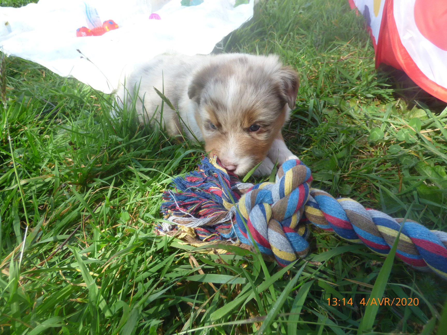 Raya a 1 mois Photo d'un chiot berger australien, issue de la portée de Daisy et Laiko, rouge merle âgée d'un mois.