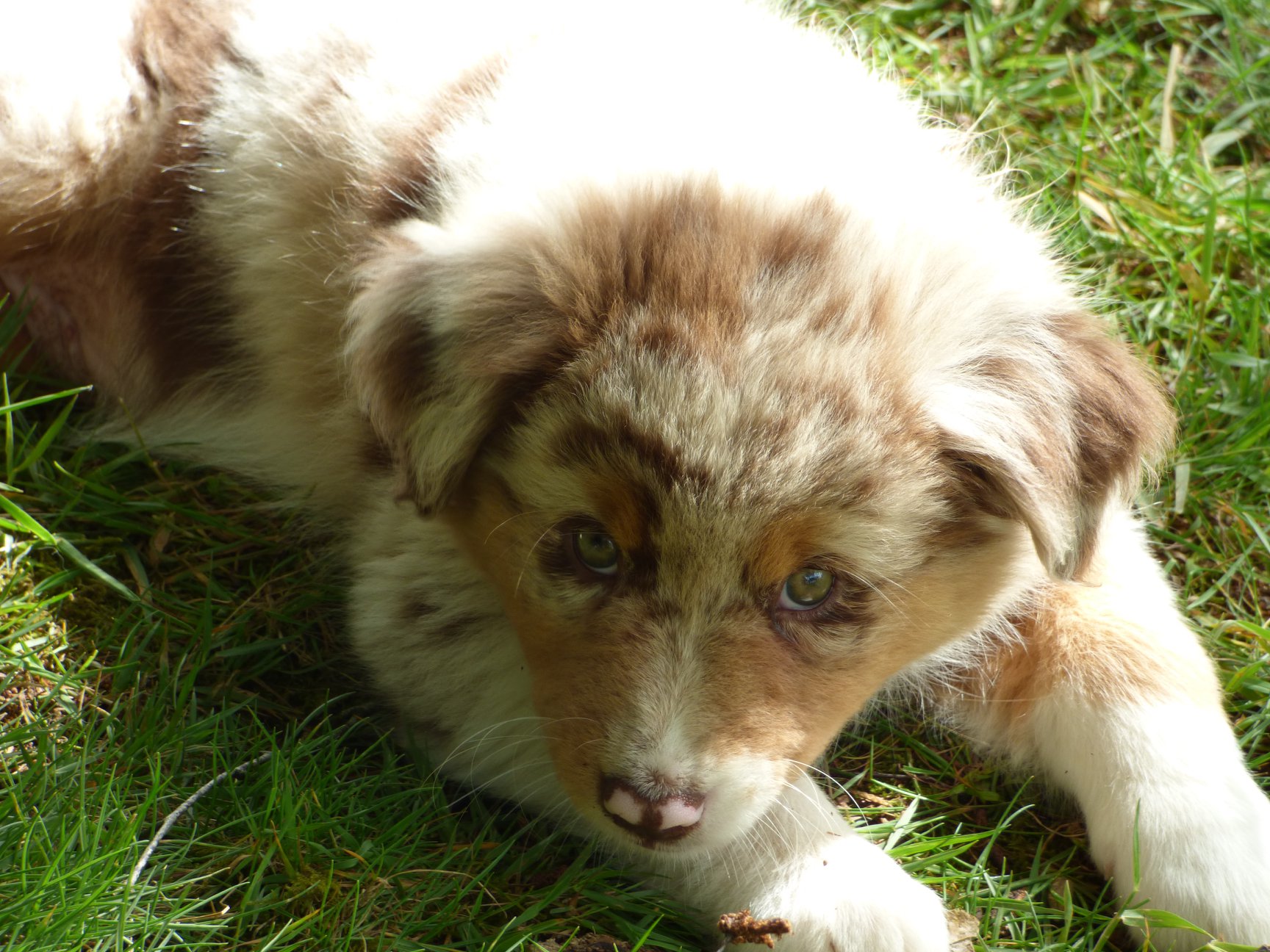 Raya a 2 mois Photo d'un chiot berger australien, issue de la portée de Daisy et Laiko, rouge merle âgée de 2 mois