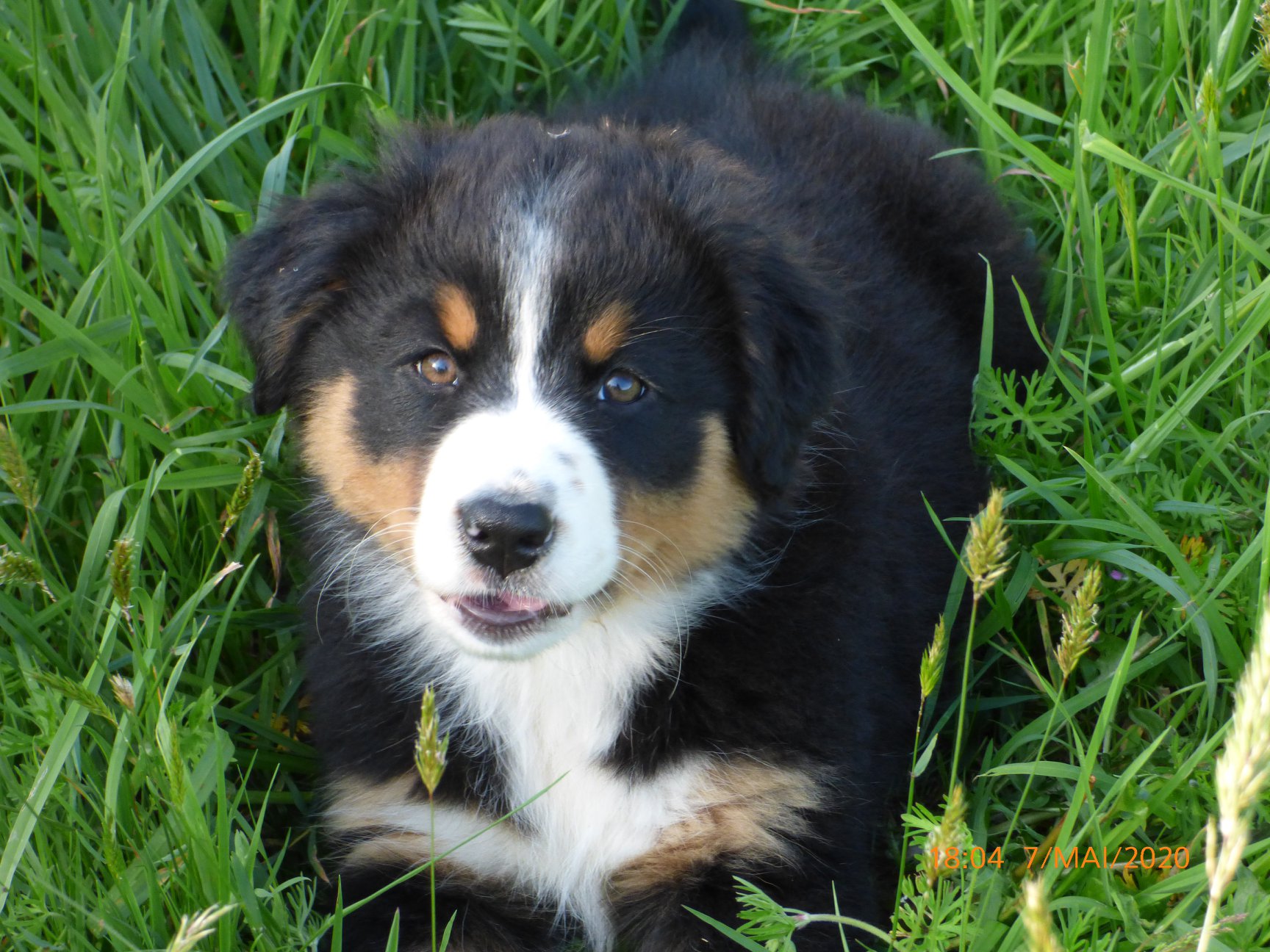 Oban a 2 mois Photo d'un chiot berger australien, issue de la portée de Daisy et Laiko, noire tricolore âgée de 2 mois