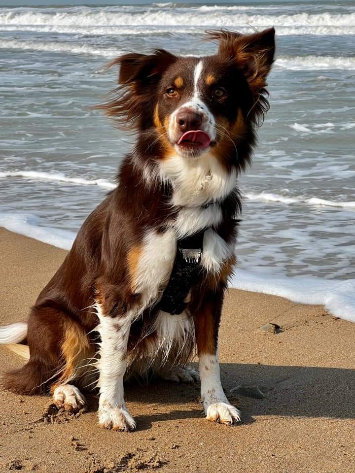 Photo d'un chiot berger australien, issue de la portée de Daisy et Laiko, rouge tricolore âgée d'environ 19 mois.'