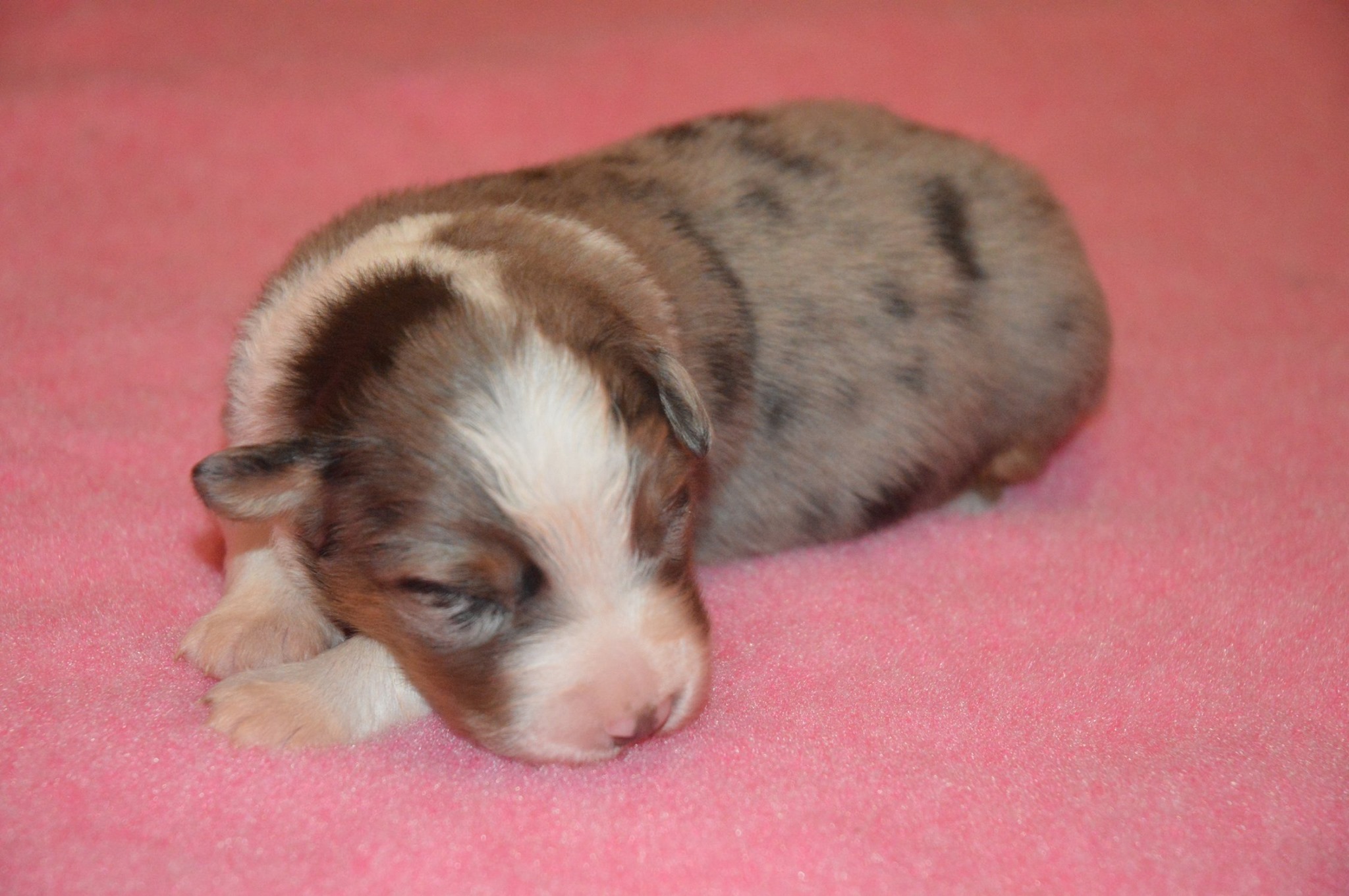 Rio à quelques jours Photo d'un chiot berger australien, issu de la portée de Daisy et Laiko, bleu merle âgé de quelques jours.