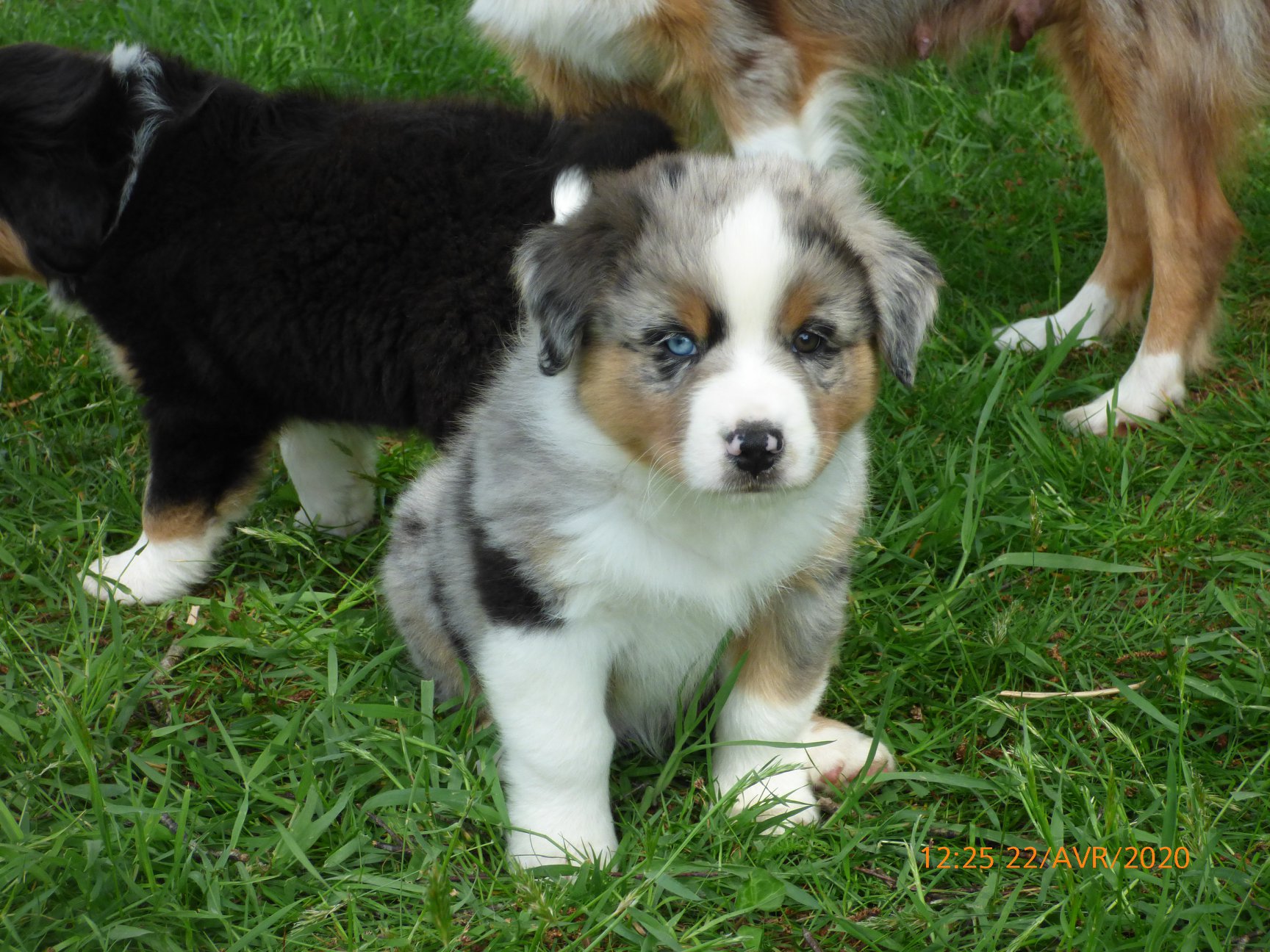 Rio a 2 mois Photo d'un chiot berger australien, issu de la portée de Daisy et Laiko, bleu merle âgé de 2 mois.