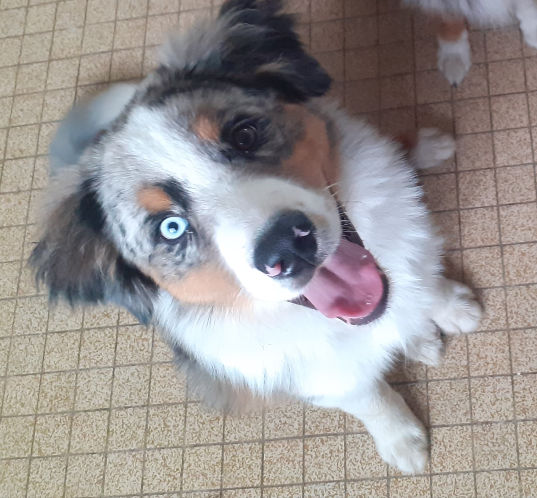 Rio a 10 mois Photo d'un chiot berger australien, issu de la portée de Daisy et Laiko, bleu merle âgé de 10 mois