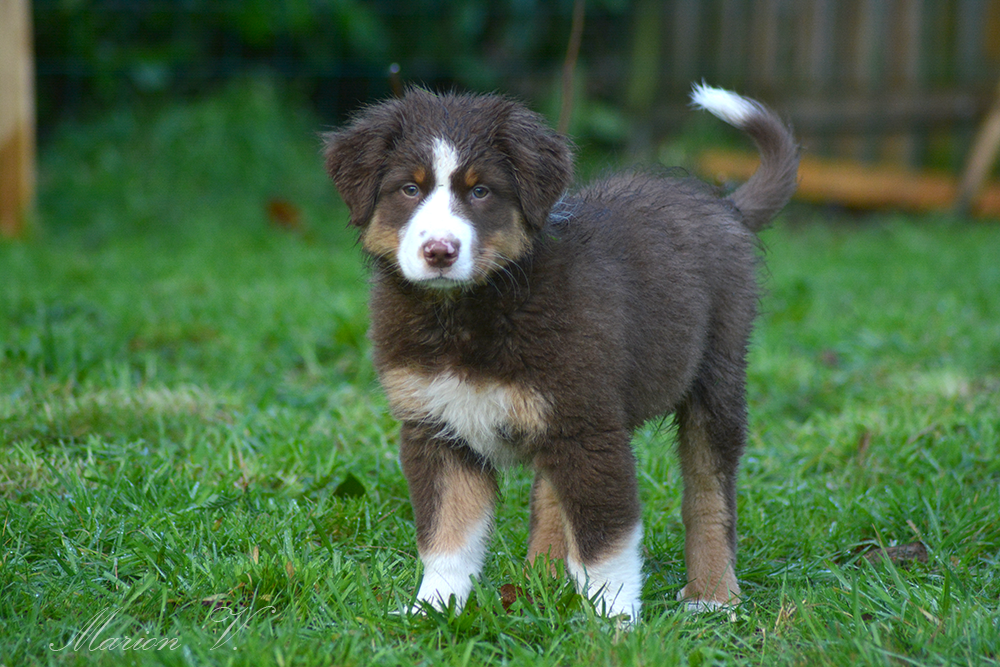 Rouge tricolore à 10 semaines Photo d'un chiot berger australien, issu de la portée de Daisy et Nels, mâle rouge âgé de 10 semaines.