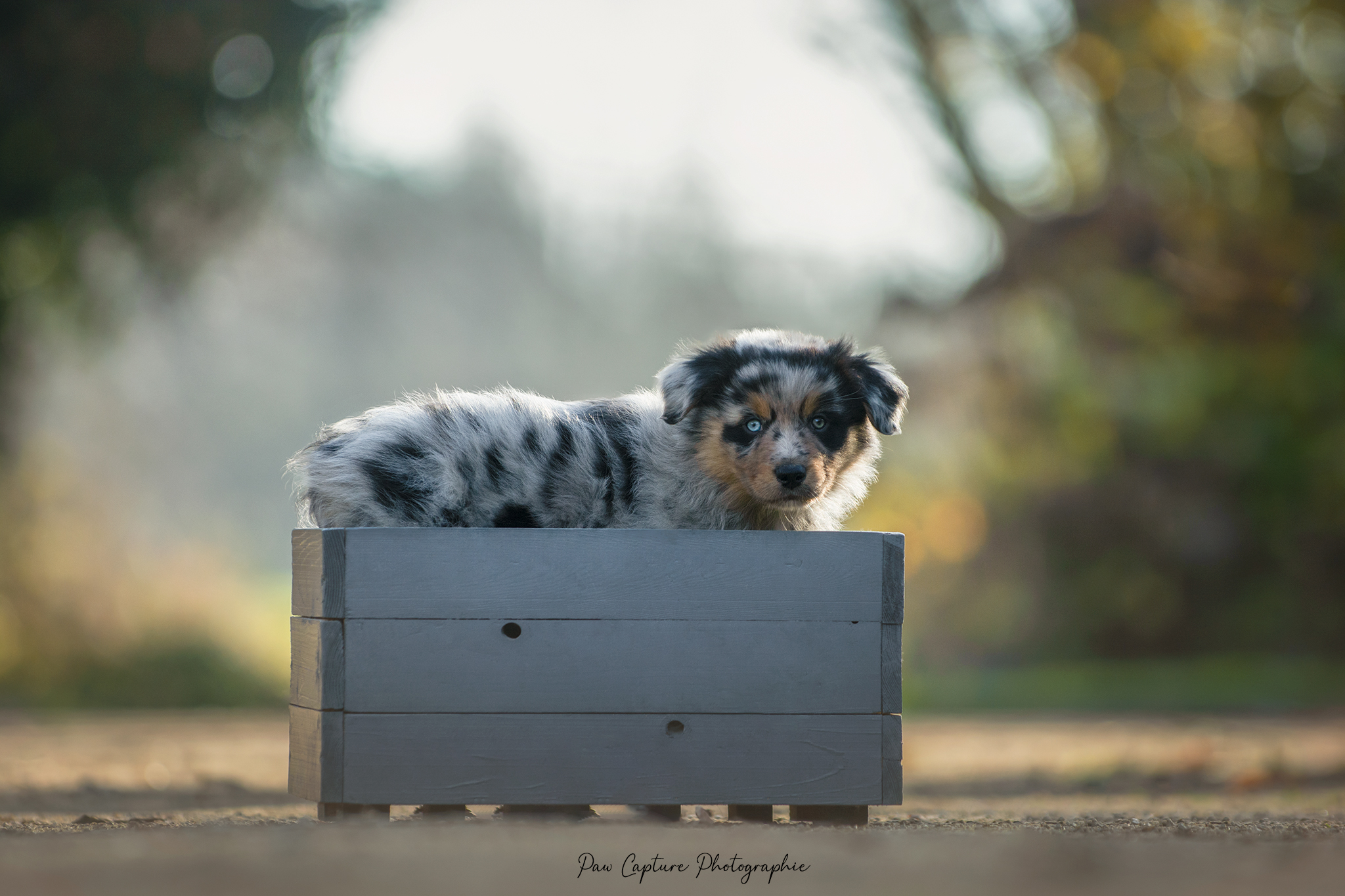Femelle bleue à 7 semaines Photo d'un chiot berger australien, issue de la portée de Daisy et Nels, femelle bleue merle âgée de 7 semaines.