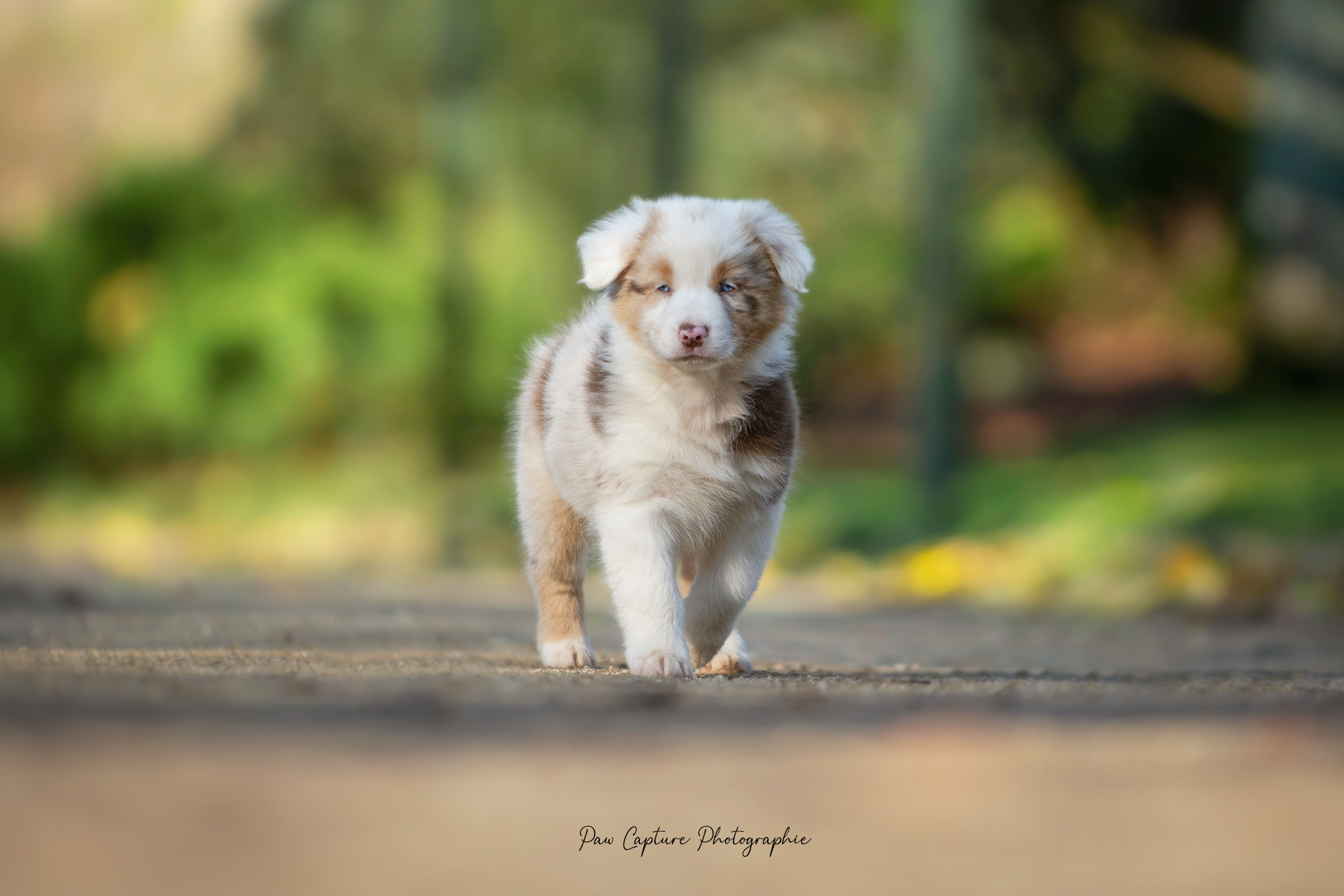 Femelle à 7 semaines Photo d'un chiot berger australien, issu de la portée de Daisy et Nels, rouge merle âgée de 7 semaines.