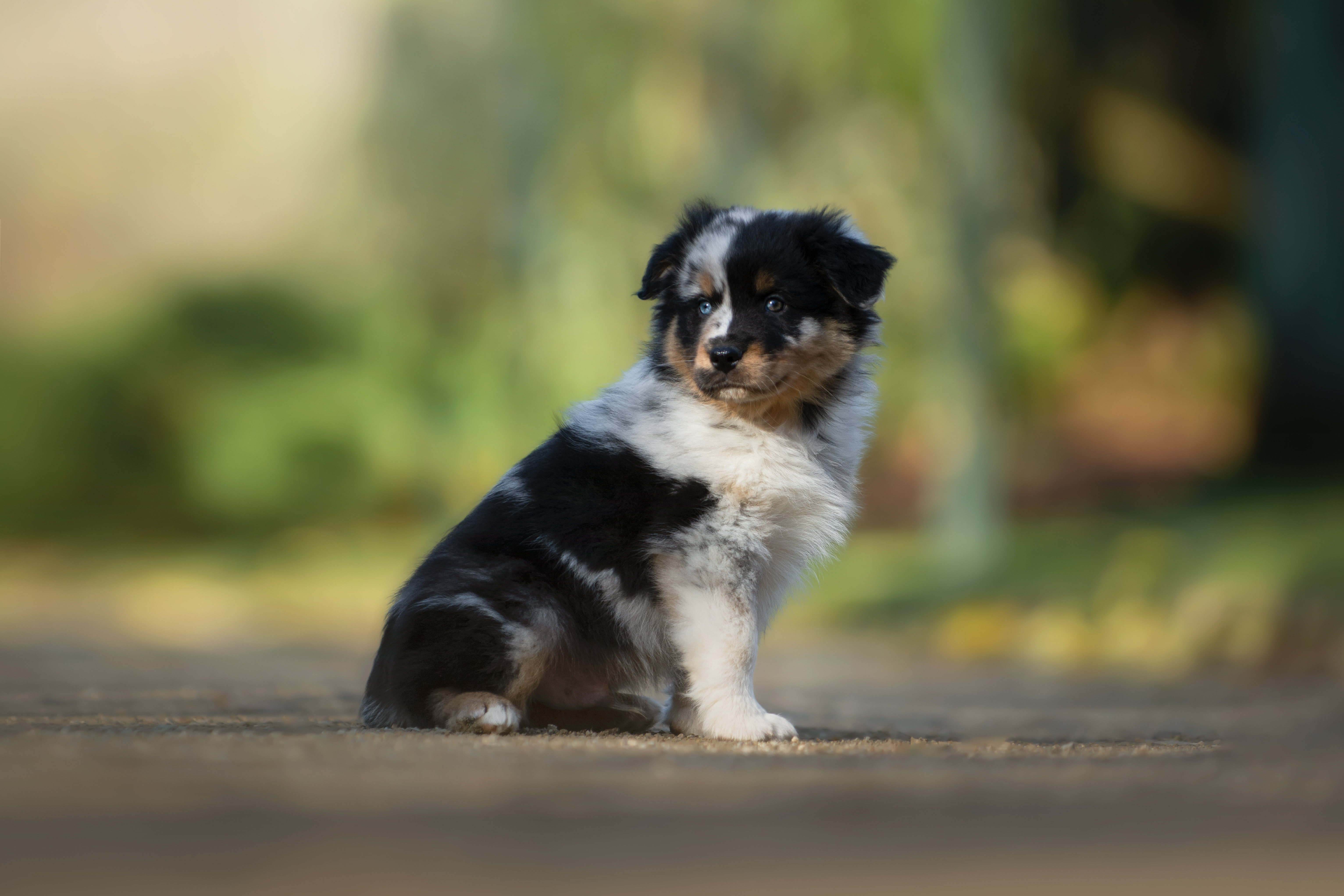 Mâle bleu merle à 7 semaines Photo d'un chiot berger australien, issue de la portée de Daisy et Nels, âgé de 7 semaines.