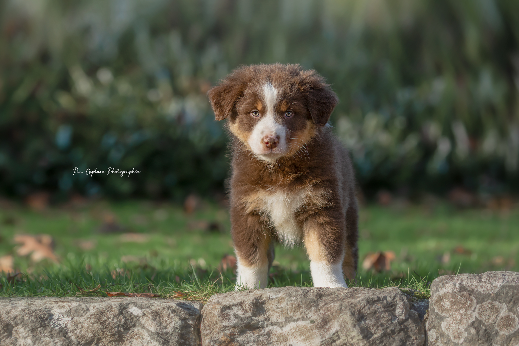 Rouge tricolore à 7 semaines Photo d'un chiot berger australien, issu de la portée de Daisy et Nels, mâle rouge âgé de 7 semaines.