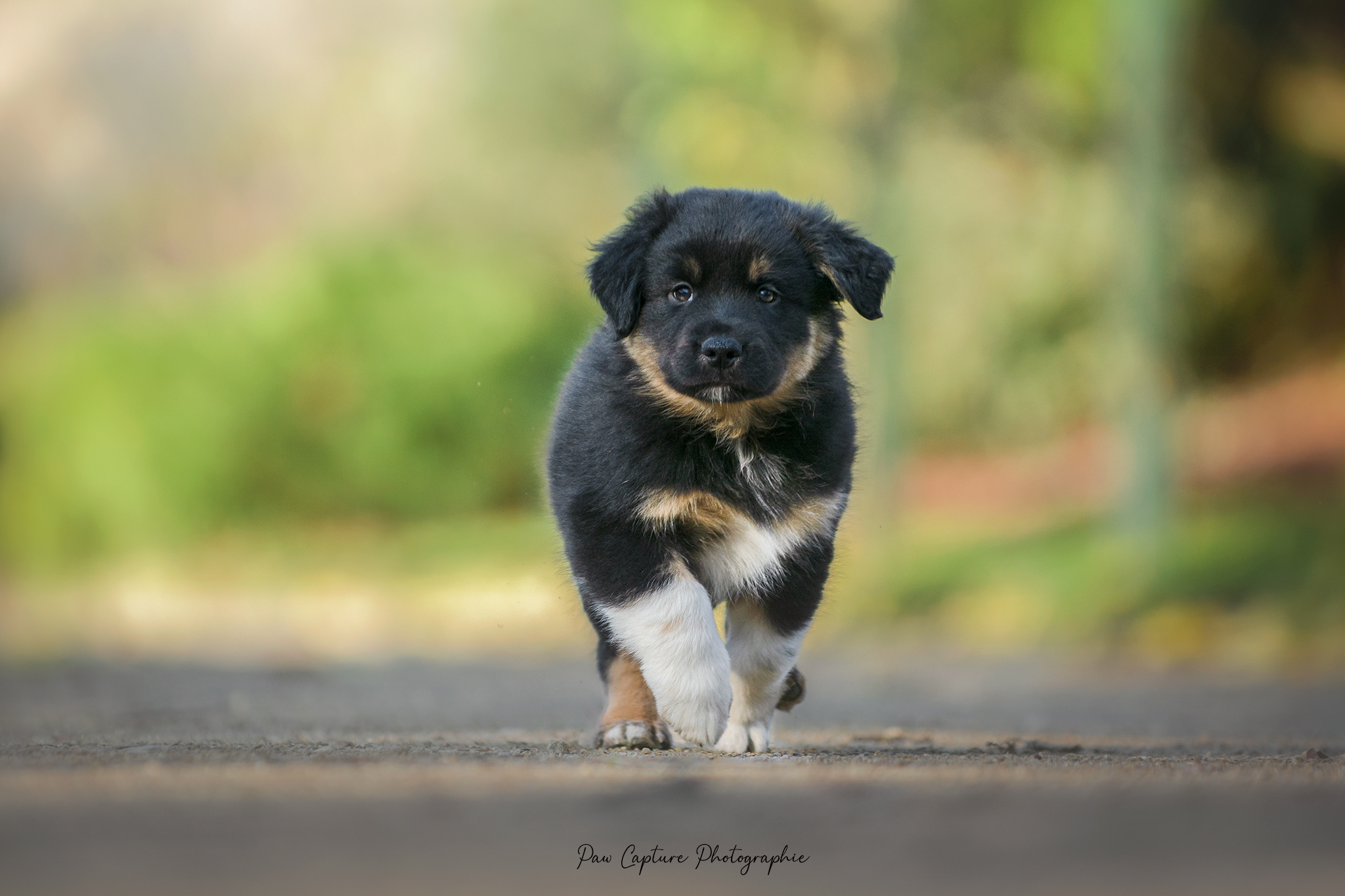 Mâle noir tri à 7 semaines Photo d'un chiot berger australien, issue de la portée de Daisy et Nels, noir tri âgé de 7 semaines.