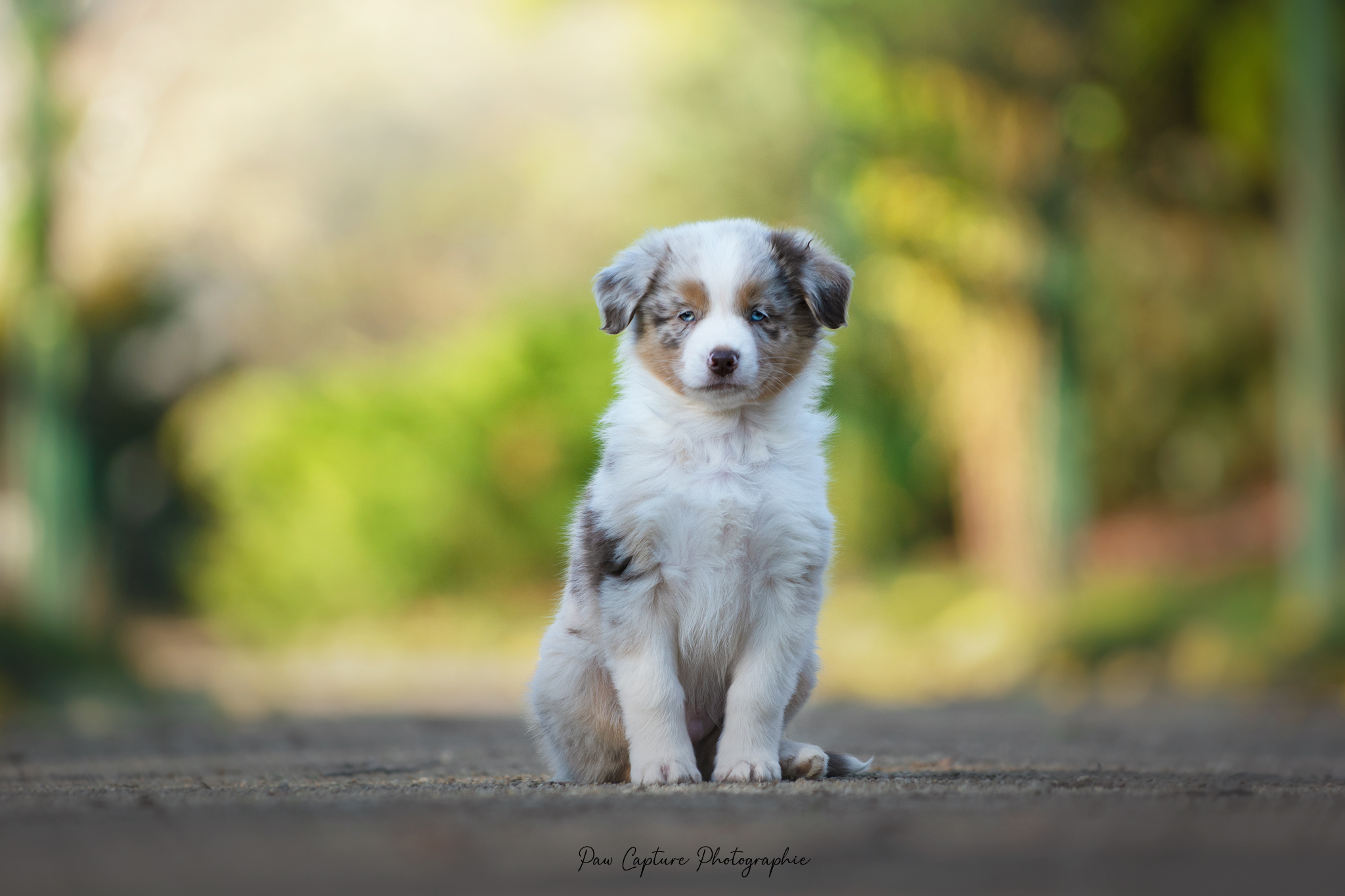 Mâle rouge merle à 7 semaines Photo d'un chiot berger australien, issue de la portée de Daisy et Nels, rouge merle âgé de 7 semaines.