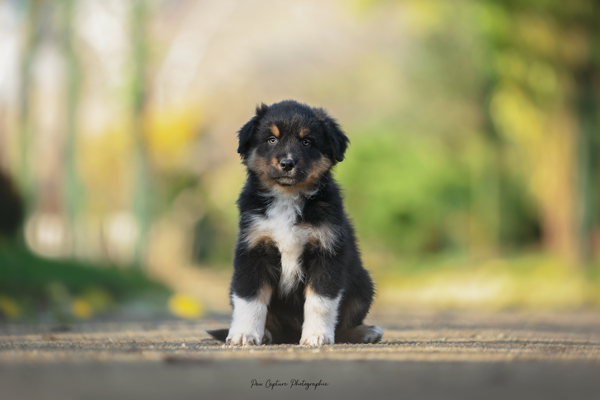 Mâle noir tricolore à 7 semaines Photo d'un chiot berger australien, issue de la portée de Daisy et Nels, noir tri de 7 semaines.