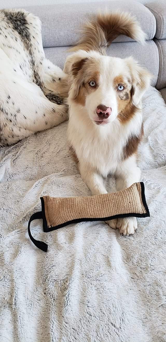 Femelle à 7 mois Photo d'un chiot berger australien, issu de la portée de Daisy et Nels, rouge merle âgée de 7 mois.