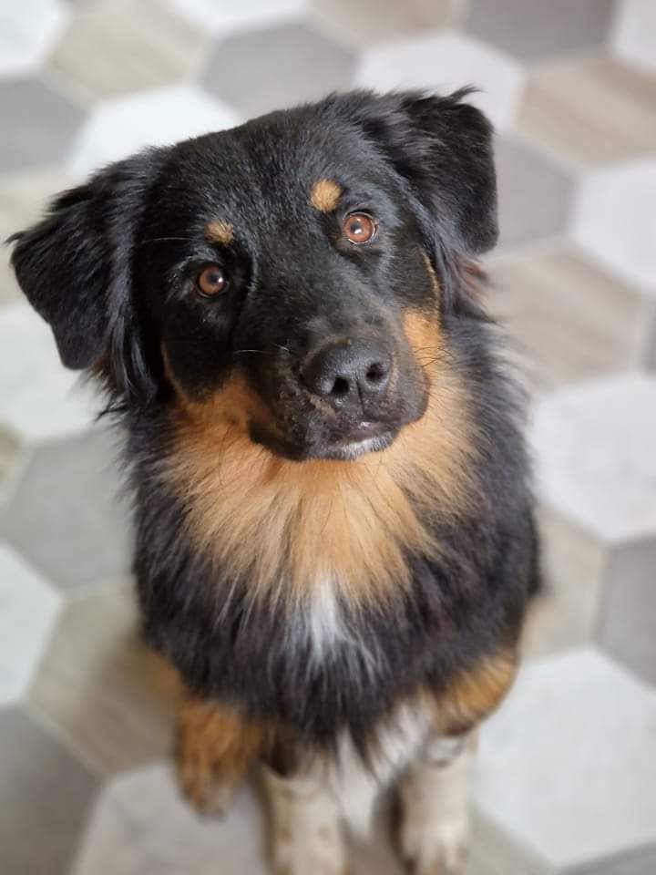 Mâle noir tri à 7 mois Photo d'un chiot berger australien, issue de la portée de Daisy et Nels, noir tri âgé de 7 mois.