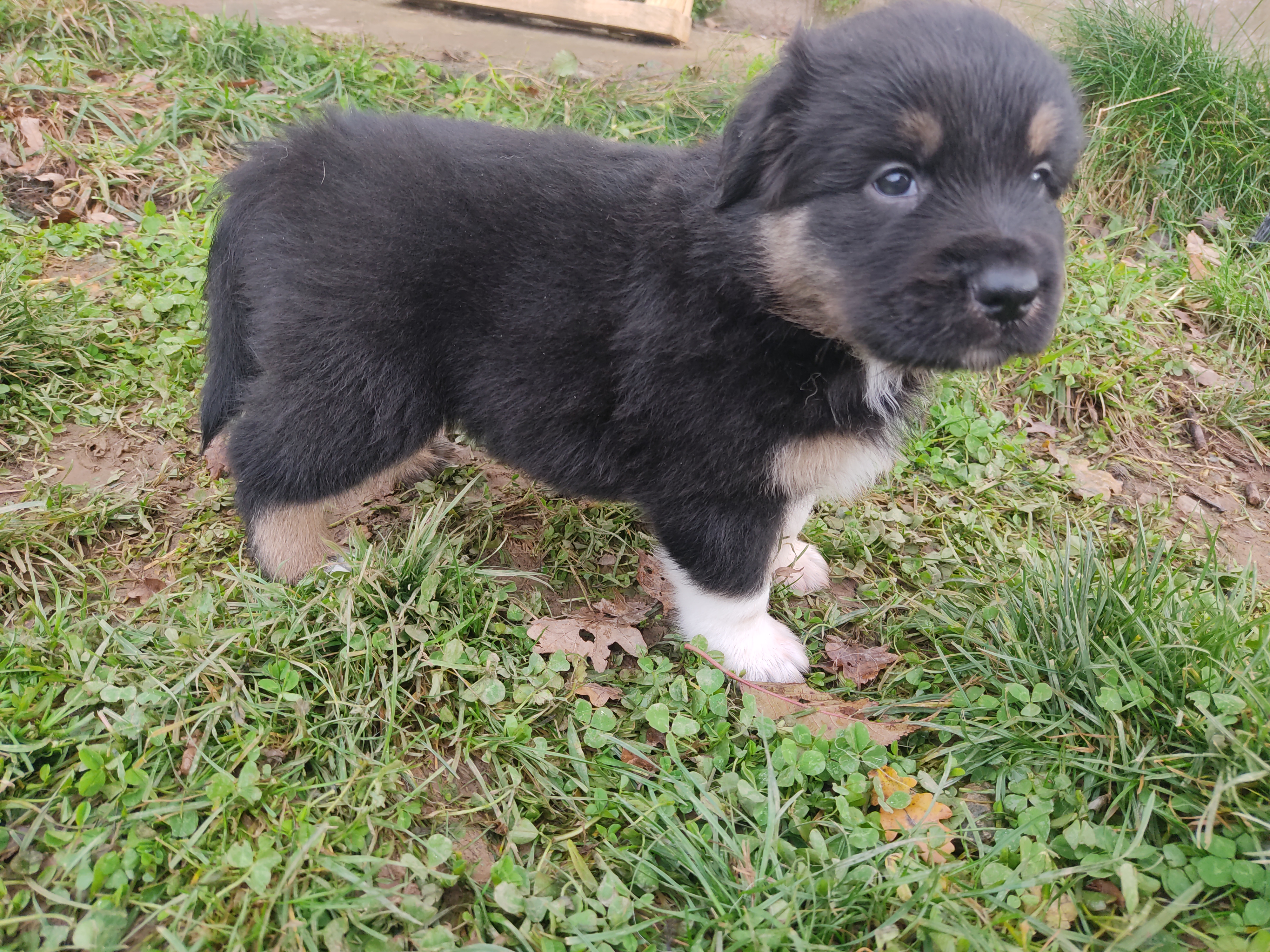 Mâle noir tri à 4 semaines Photo d'un chiot berger australien, issue de la portée de Daisy et Nels, noir tri âgé de 4 semaines.