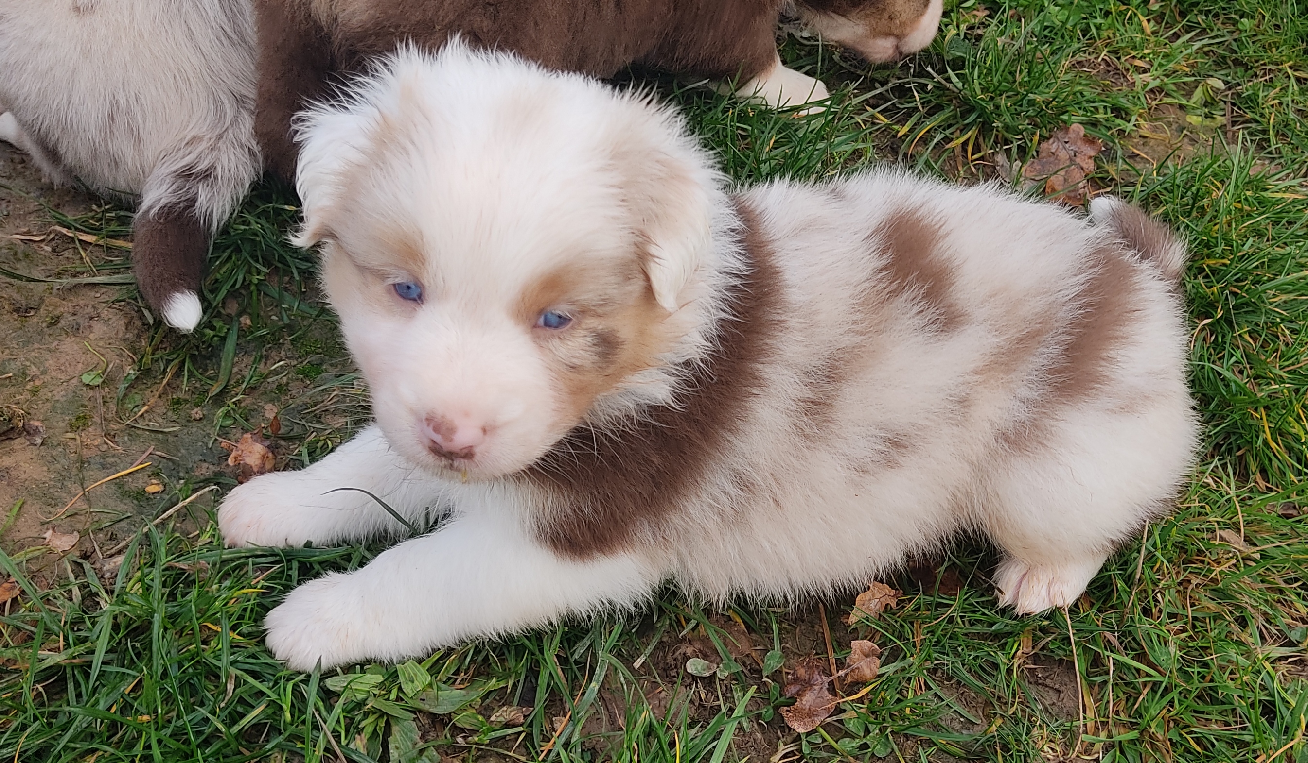 Femelle à 4 semaines Photo d'un chiot berger australien, issu de la portée de Daisy et Nels, rouge merle âgée de 4 semaines.