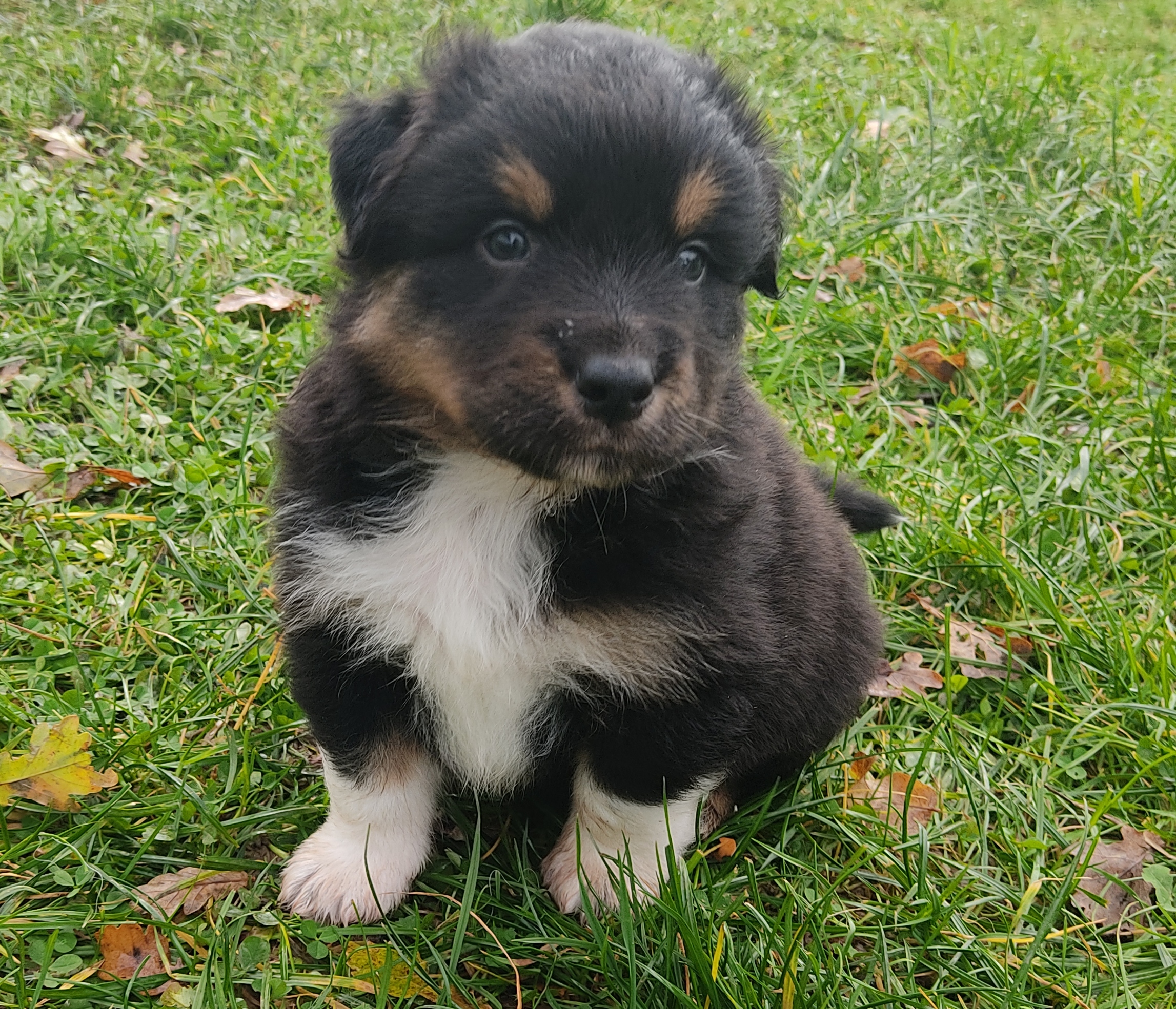 Mâle noir tricolore à 4 semaines Photo d'un chiot berger australien, issue de la portée de Daisy et Nels, noir tri de 4 semaines.