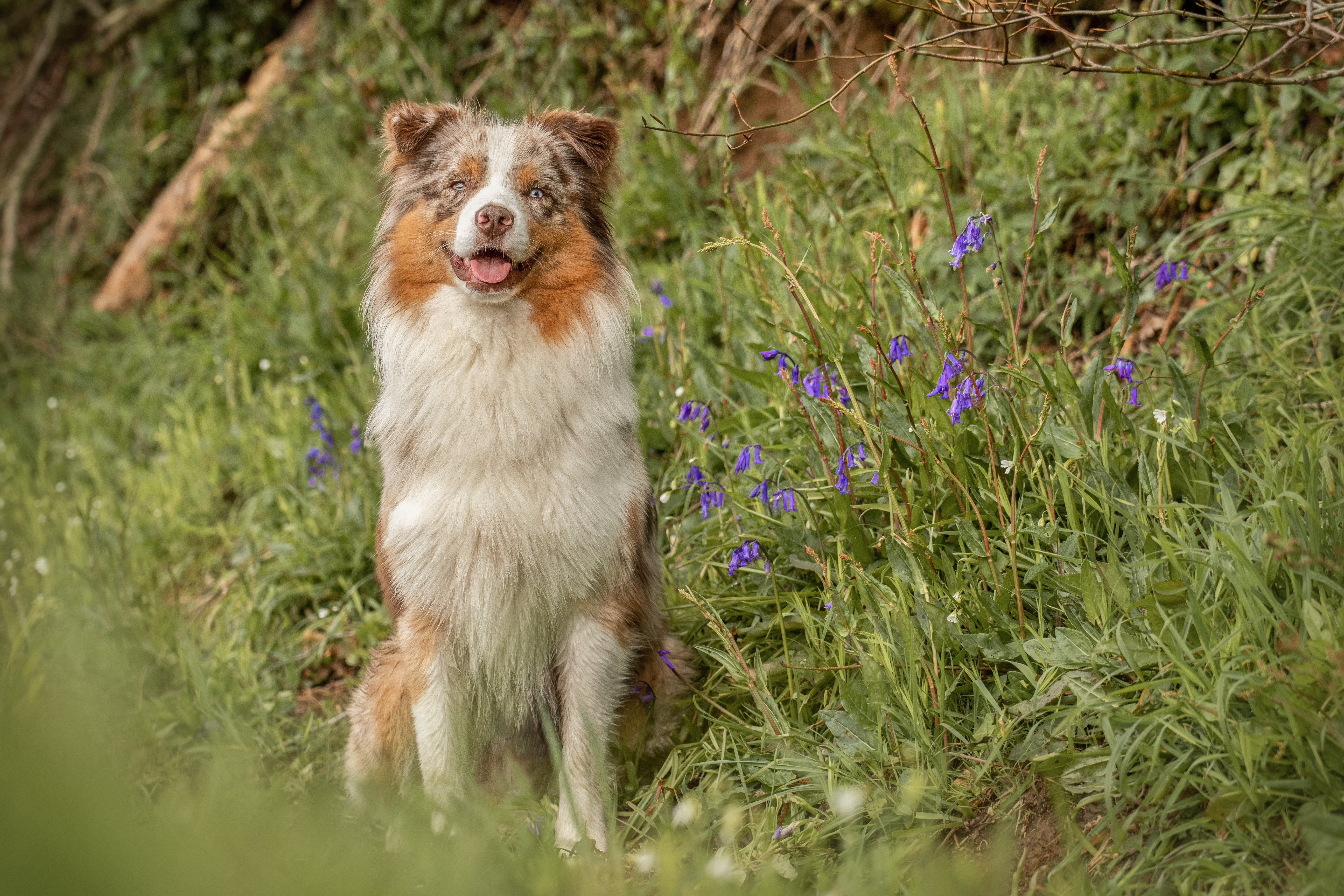 Mâle rouge merle à 1 an et demi Photo d'un chiot berger australien, issue de la portée de Daisy et Nels, rouge merle âgé d'un an et demi.