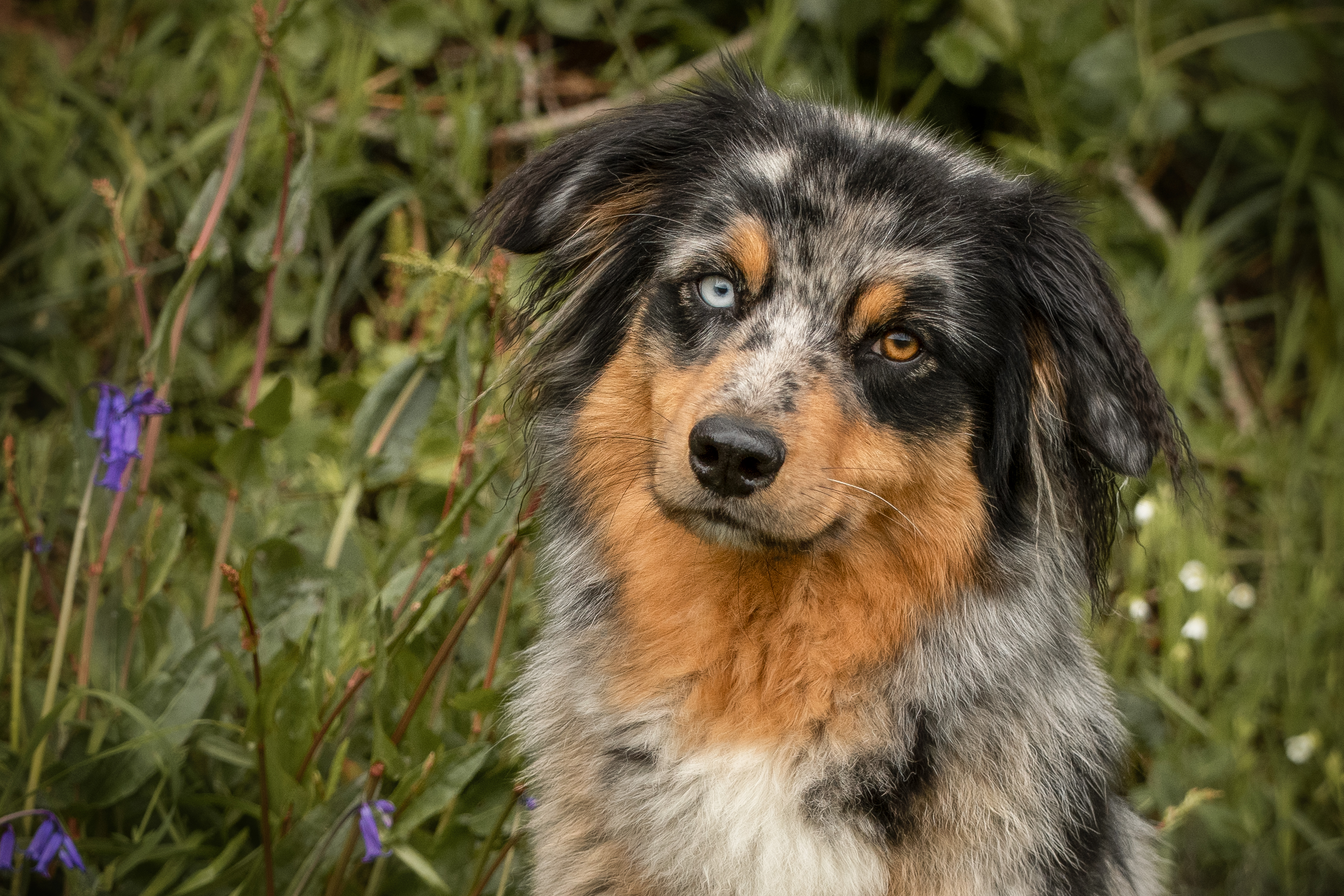 Photo d'un chiot berger australien, issue de la portée de Daisy et Nels, femelle bleue merle âgée de 8 mois.