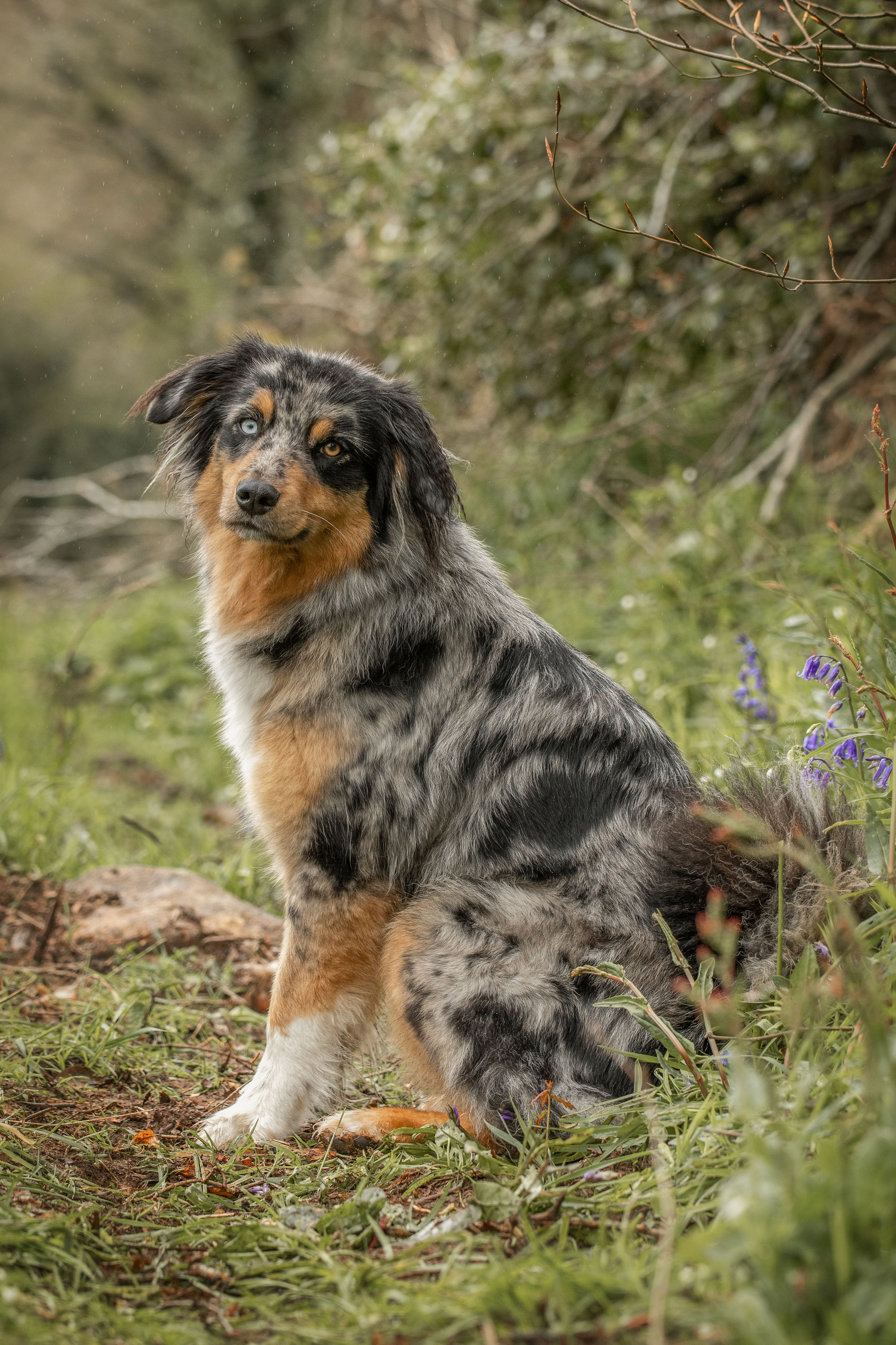 Photo d'un chiot berger australien, issue de la portée de Daisy et Nels, femelle bleue merle âgée de 8 mois.