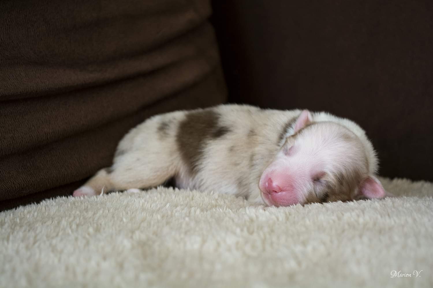 Femelle à quelques jours Photo d'un chiot berger australien, issu de la portée de Daisy et Nels, rouge merle âgée de quelques jours.