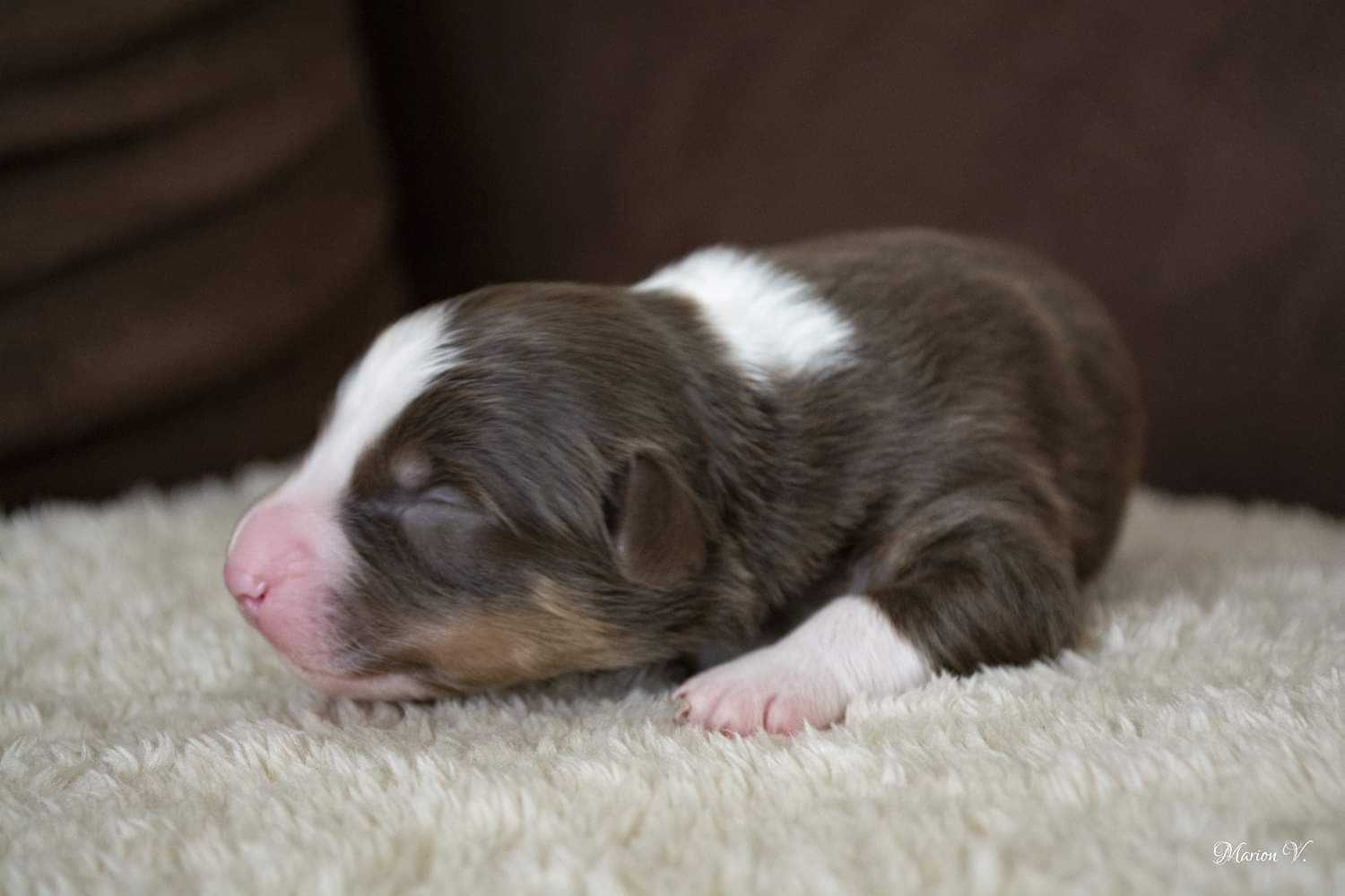 Rouge tricolore à quelques jours Photo d'un chiot berger australien, issu de la portée de Daisy et Nels, mâle rouge âgé de quelques jours.