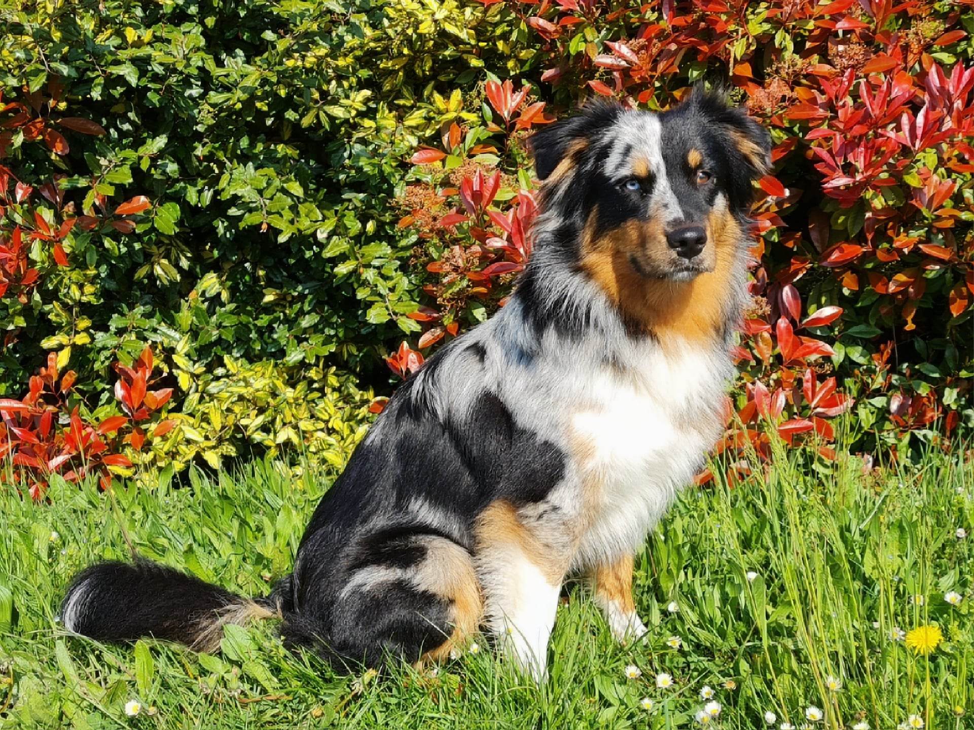 Mâle bleu merle à un an et demi Photo d'un chiot berger australien, issue de la portée de Daisy et Nels, âgé d'un an et demi.