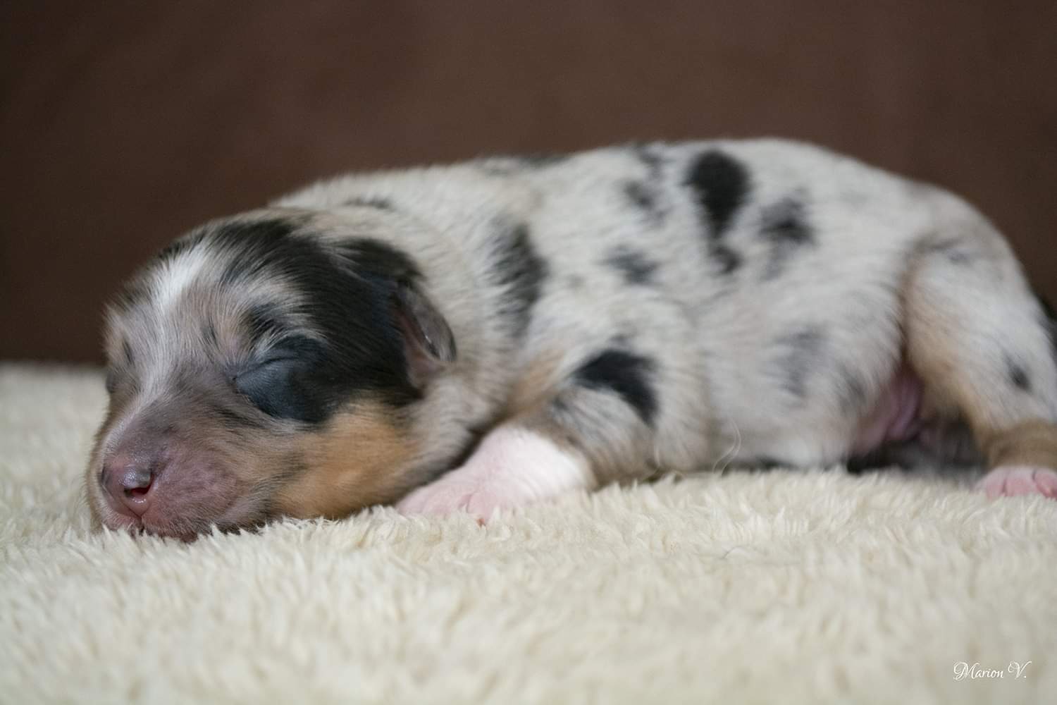 Femelle bleue à quelques jours Photo d'un chiot berger australien, issue de la portée de Daisy et Nels, femelle bleue merle âgée de quelques jours.