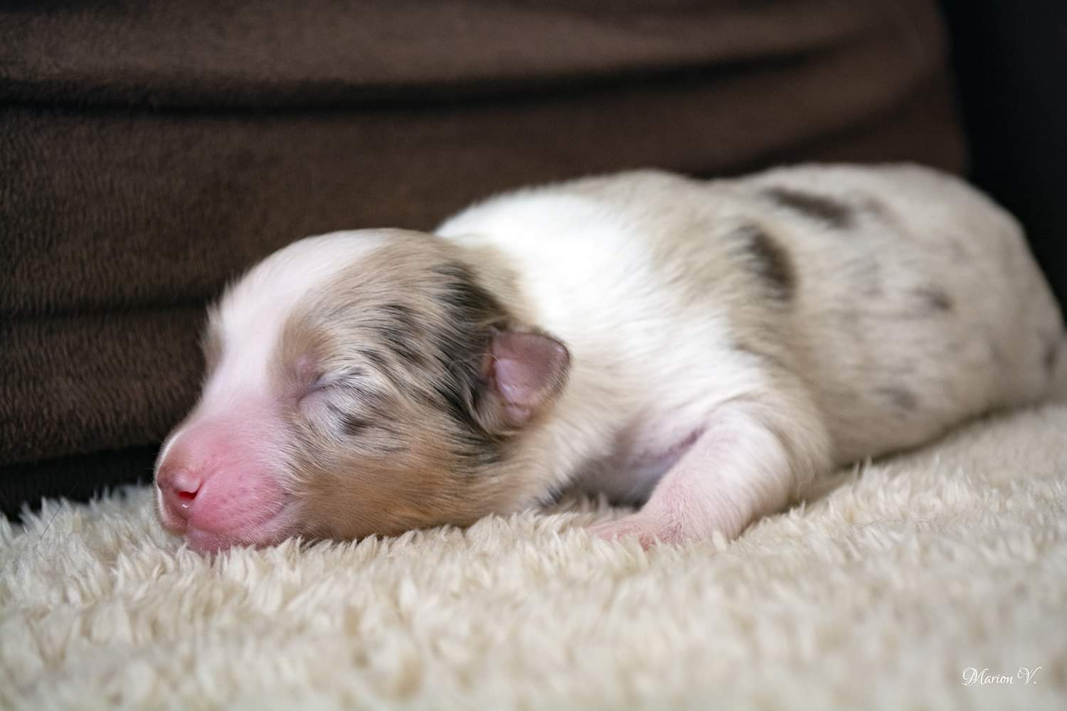 Mâle rouge merle à quelques jours Photo d'un chiot berger australien, issue de la portée de Daisy et Nels, rouge merle âgé de quelques jours.