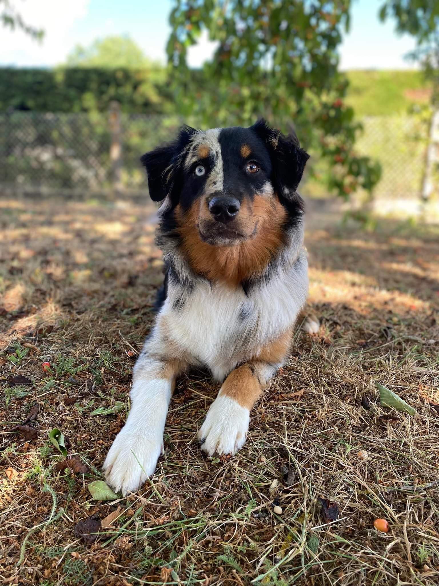 Mâle bleu merle à 7 mois Photo d'un chiot berger australien, issue de la portée de Daisy et Nels, âgé de 7 mois.