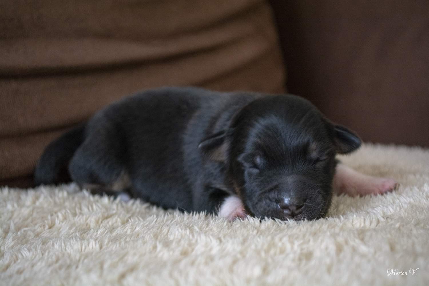 Mâle noir tri à quelques jours Photo d'un chiot berger australien, issue de la portée de Daisy et Nels, noir tri âgé de quelques jours.