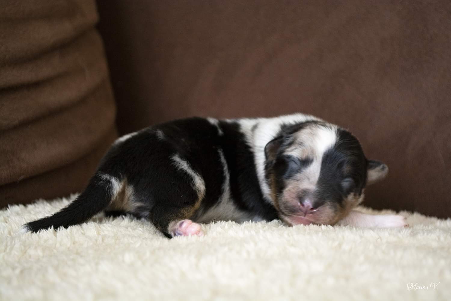 Mâle bleu merle à quelques jours Photo d'un chiot berger australien, issue de la portée de Daisy et Nels, âgé de quelques jours.