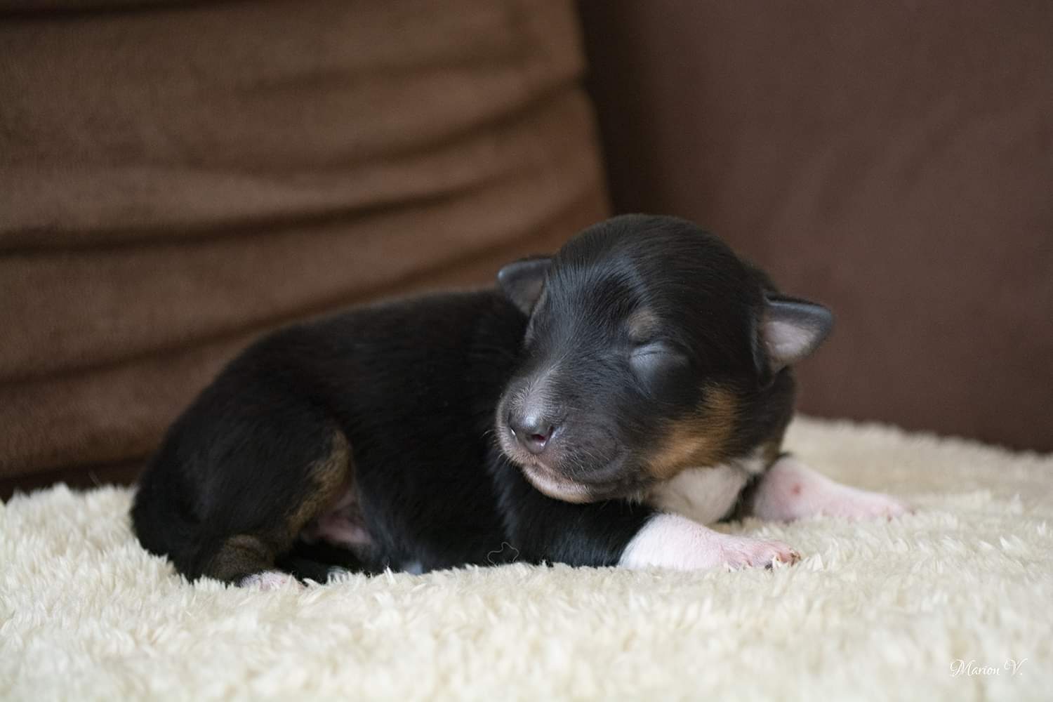 Mâle noir tricolore à quelques jours Photo d'un chiot berger australien, issue de la portée de Daisy et Nels, noir tri de quelques jours.