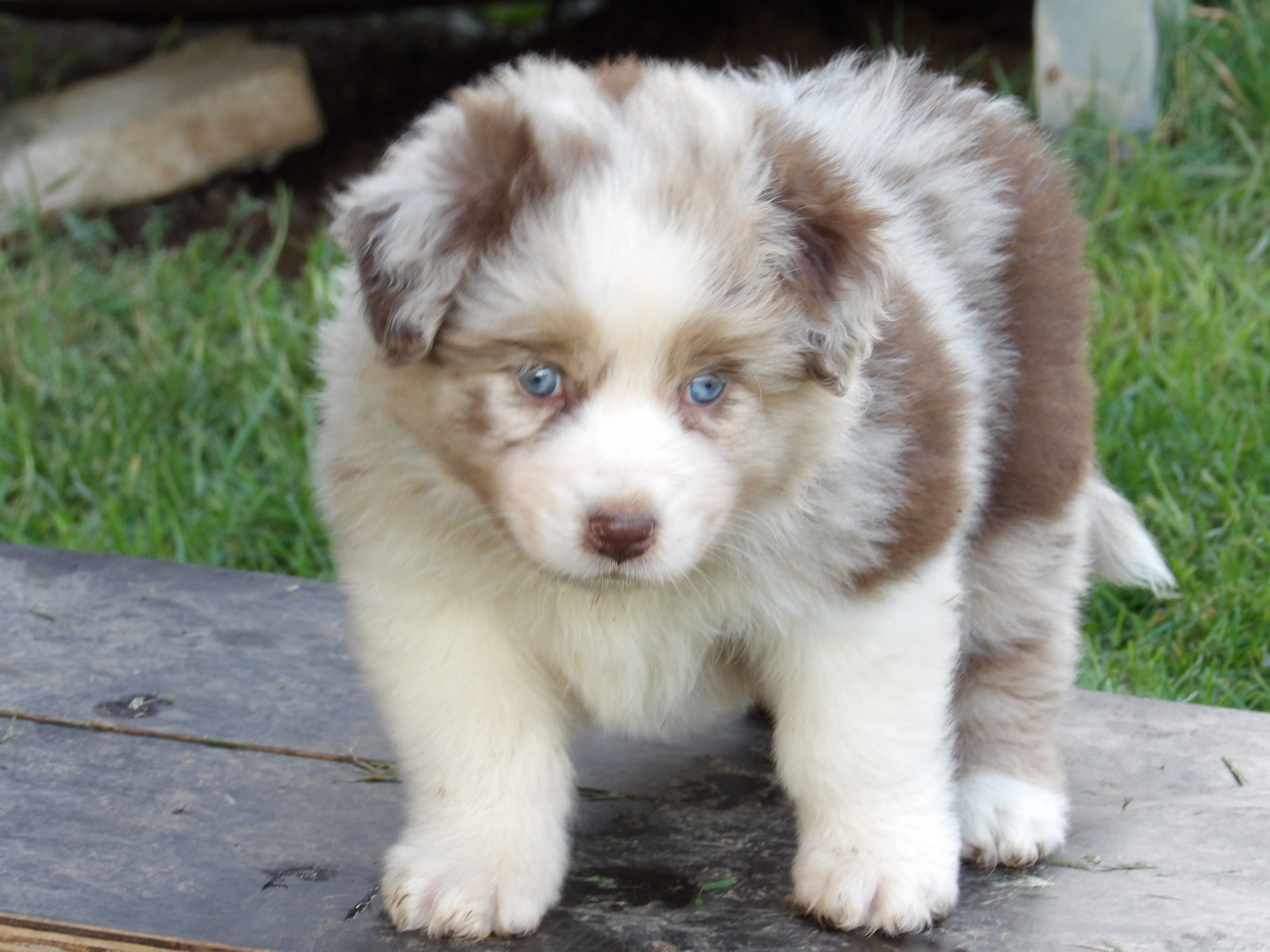 Photo d'un chiot berger australien, issu de la portée de Harmony x Tchin, âgé de 6 semaines.