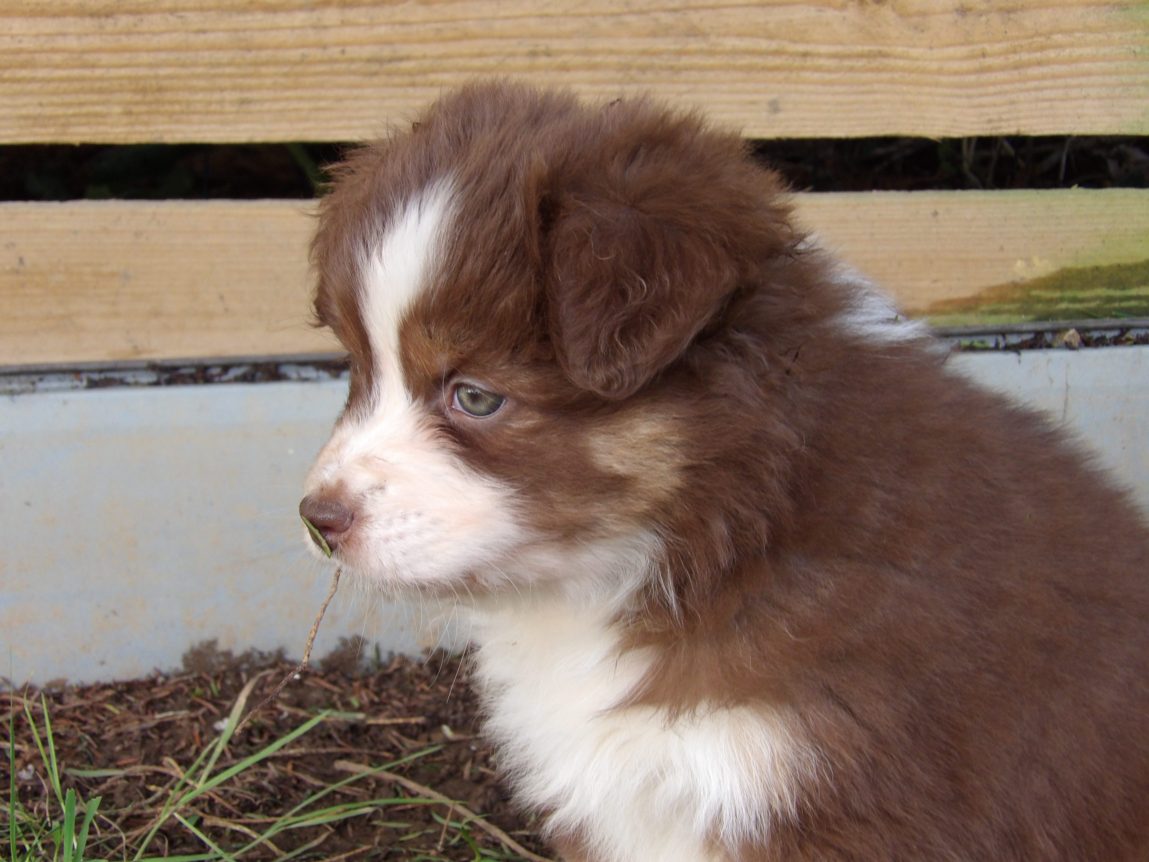 Photo d'un chiot berger australien, issu de la portée de Harmony x Tchin, âgé de 6 semaines.