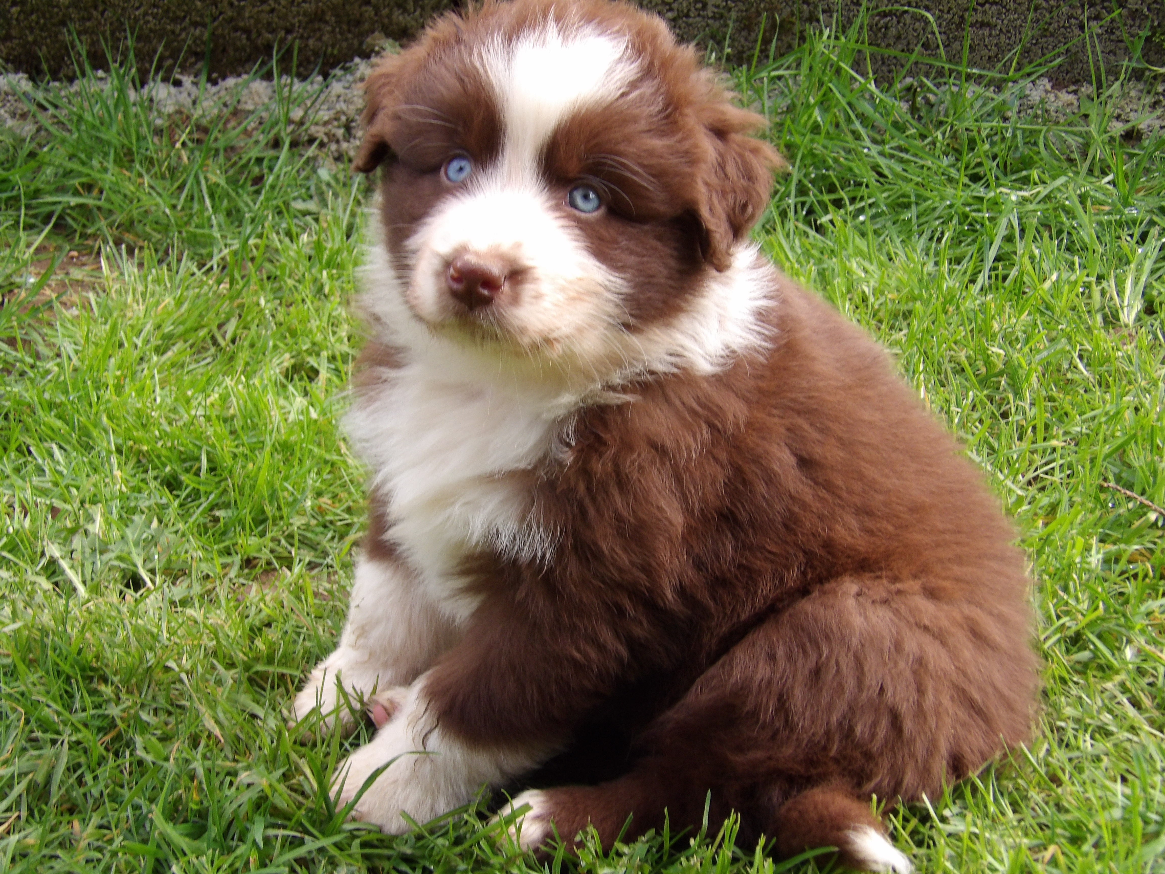 Photo d'un chiot berger australien, issue de la portée de Harmony x Tchin, âgé de 6 semaines.