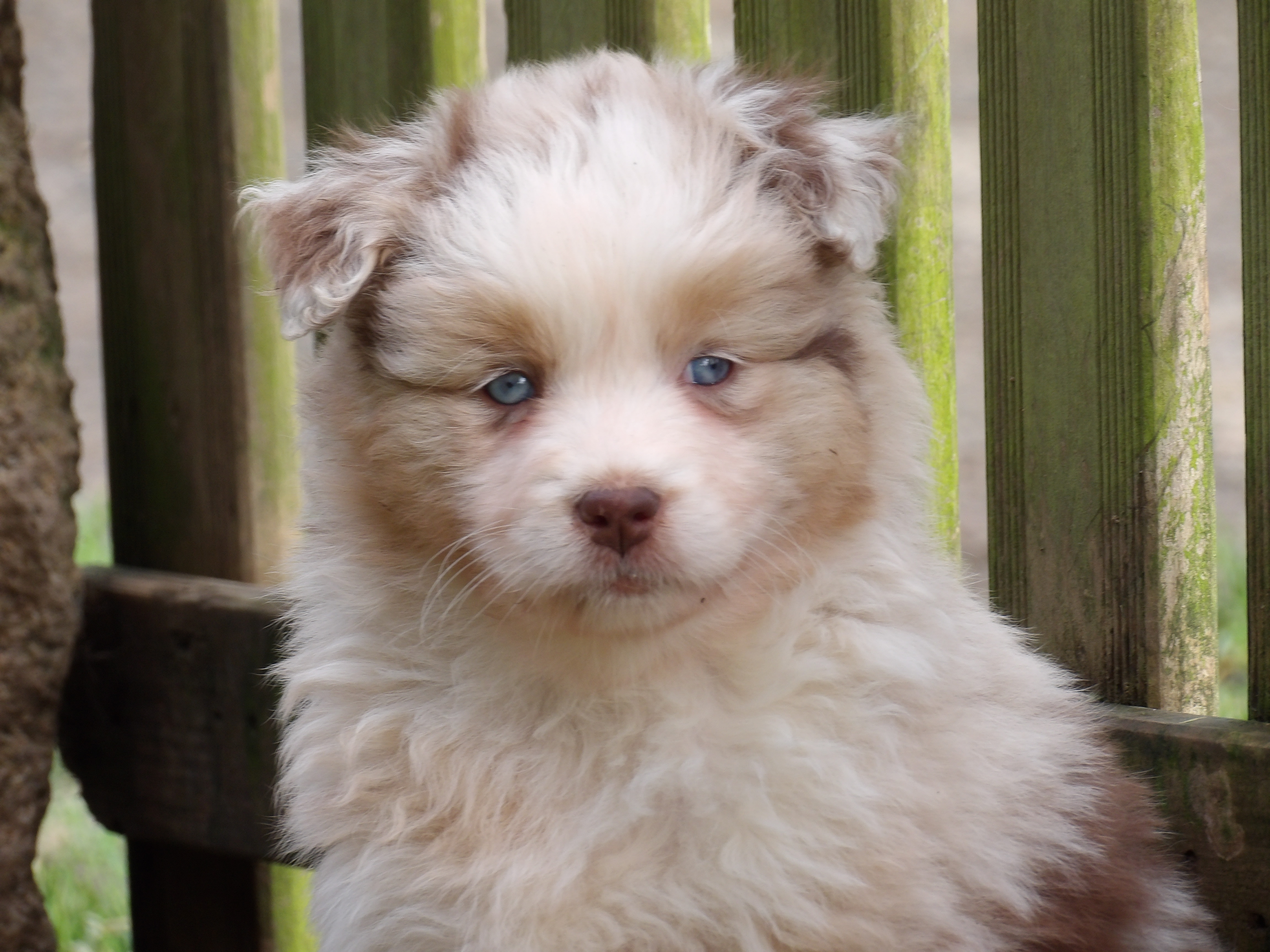 Photo d'un chiot berger australien, issu de la portée de Harmony x Tchin, âgé de 6 semaines.