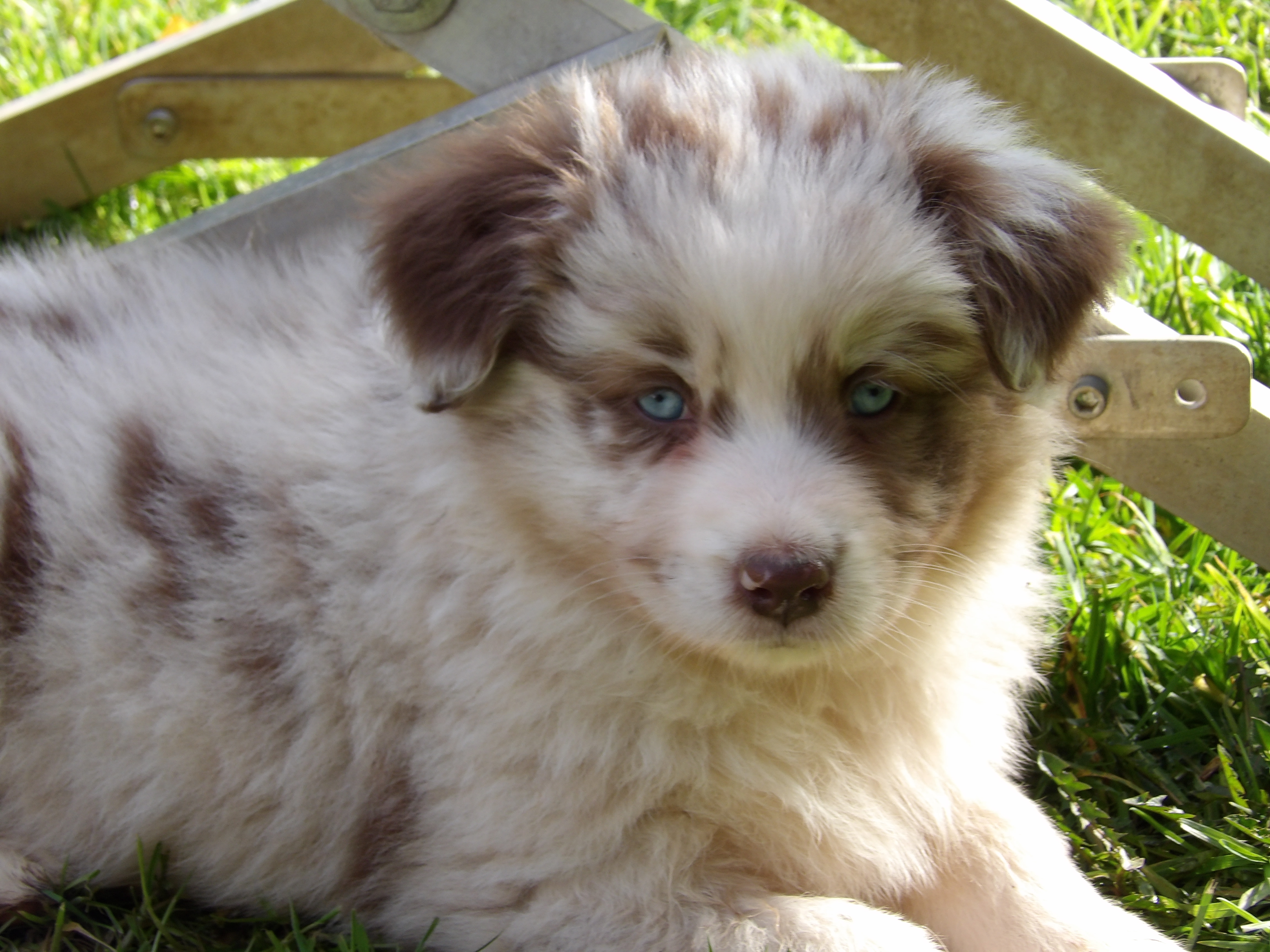 Photo d'un chiot berger australien, issue de la portée de Harmony x Tchin, âgé de 6 semaines.