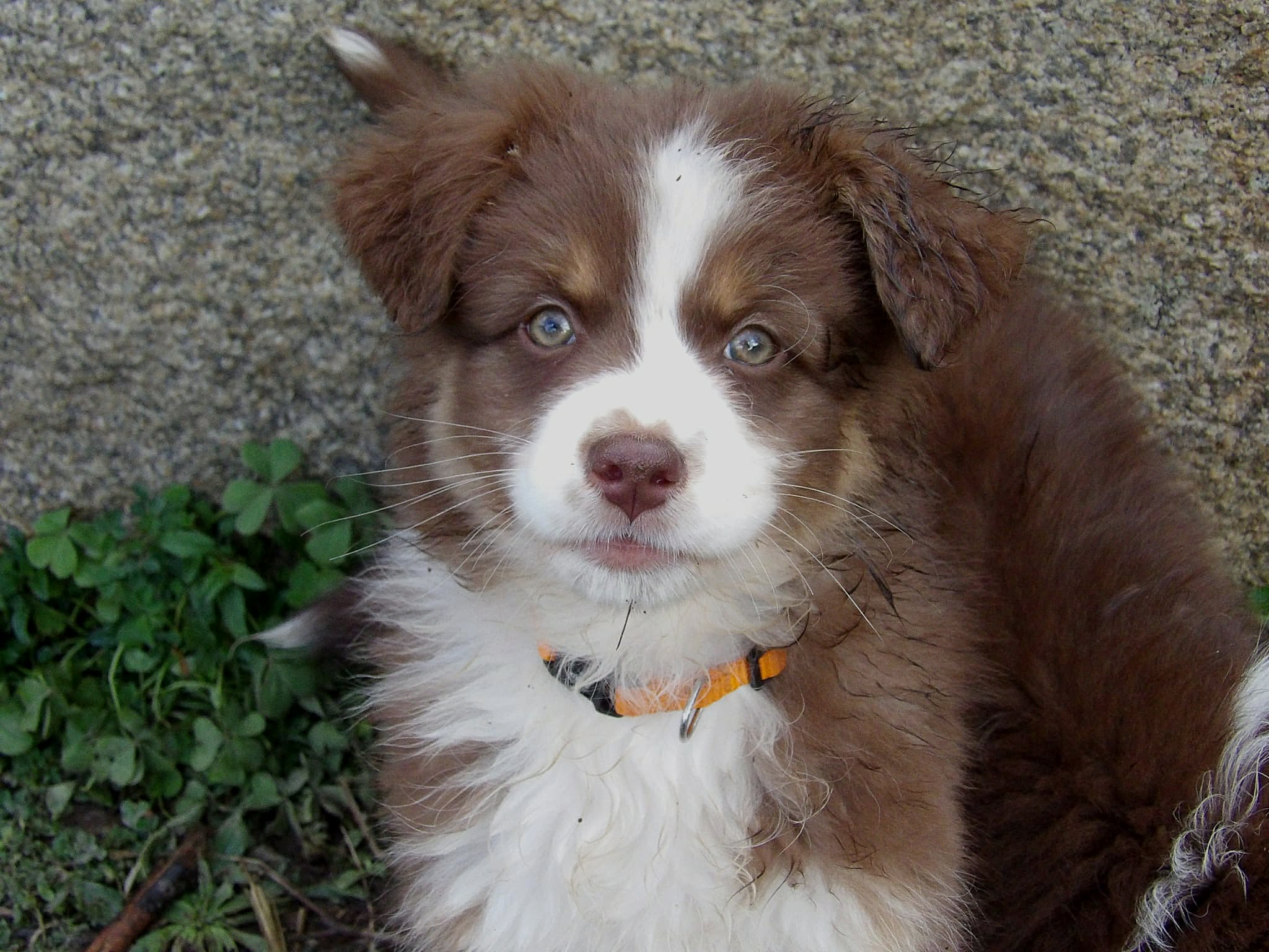 Photo d'un chiot berger australien, issu de la portée de Harmony x Tchin, âgé de 2 mois.