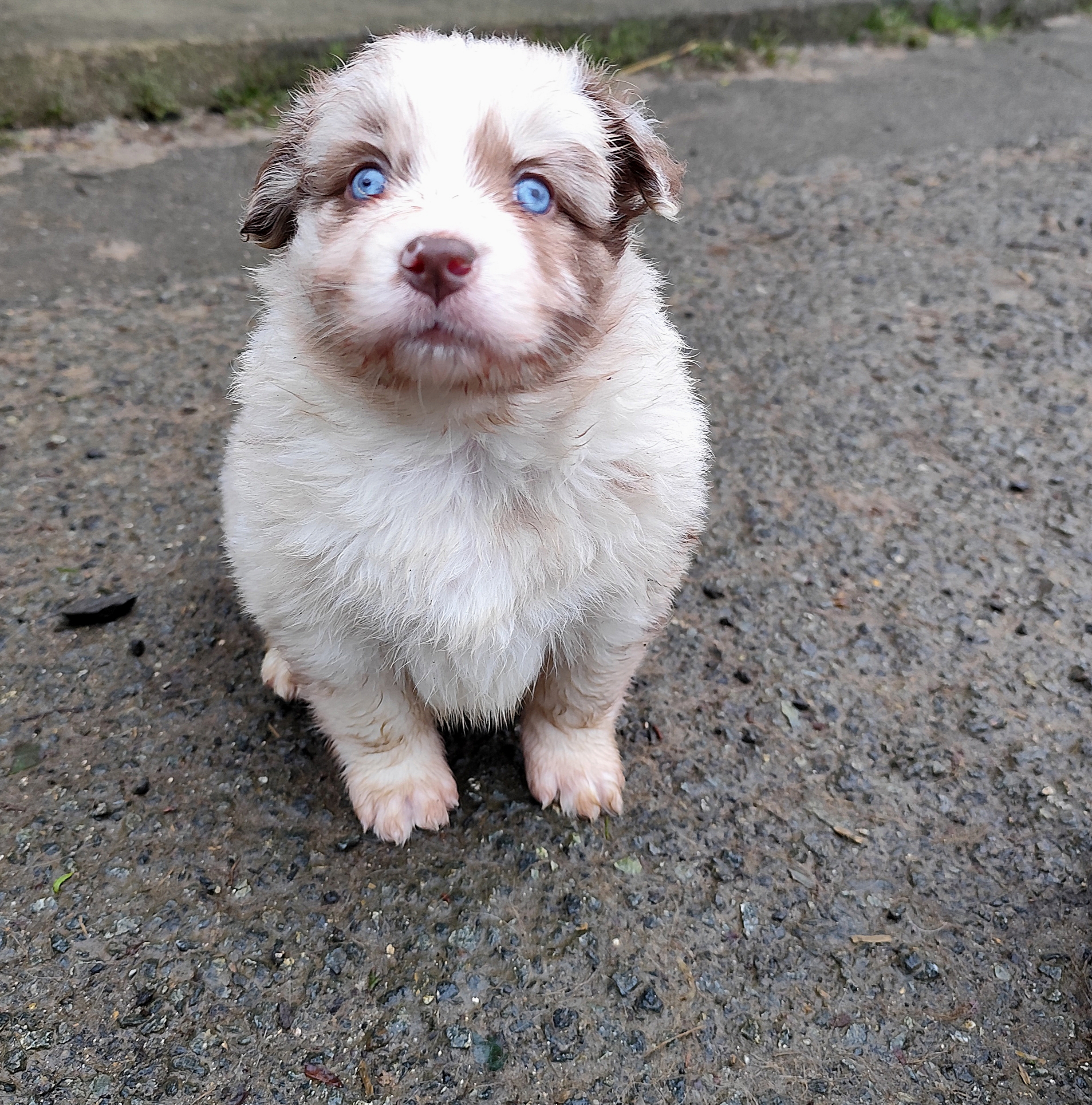 Photo d'un chiot berger australien, issue de la portée de Harmony x Tchin, âgé de 1 mois.