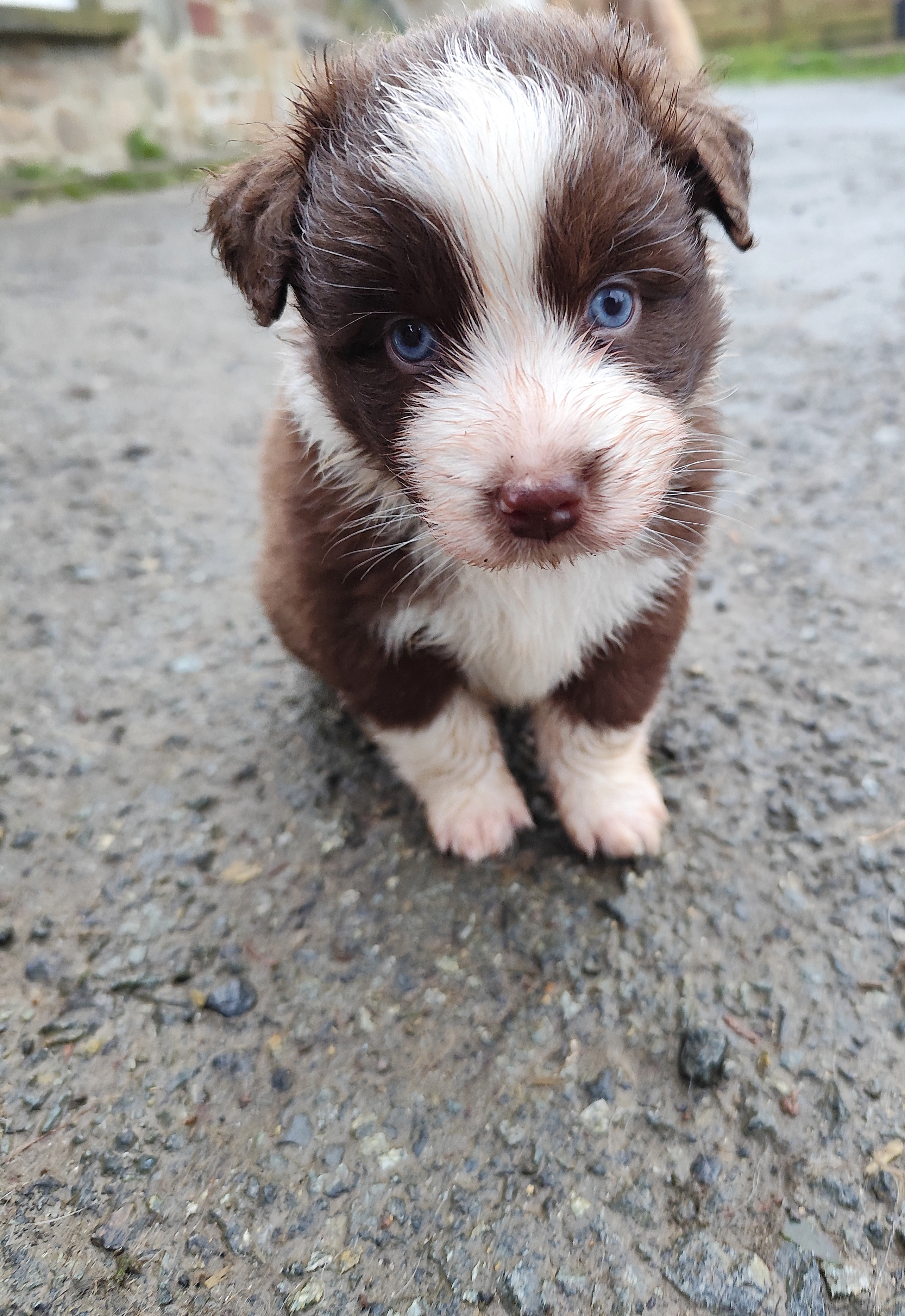Photo d'un chiot berger australien, issue de la portée de Harmony x Tchin, âgé de 1 mois.