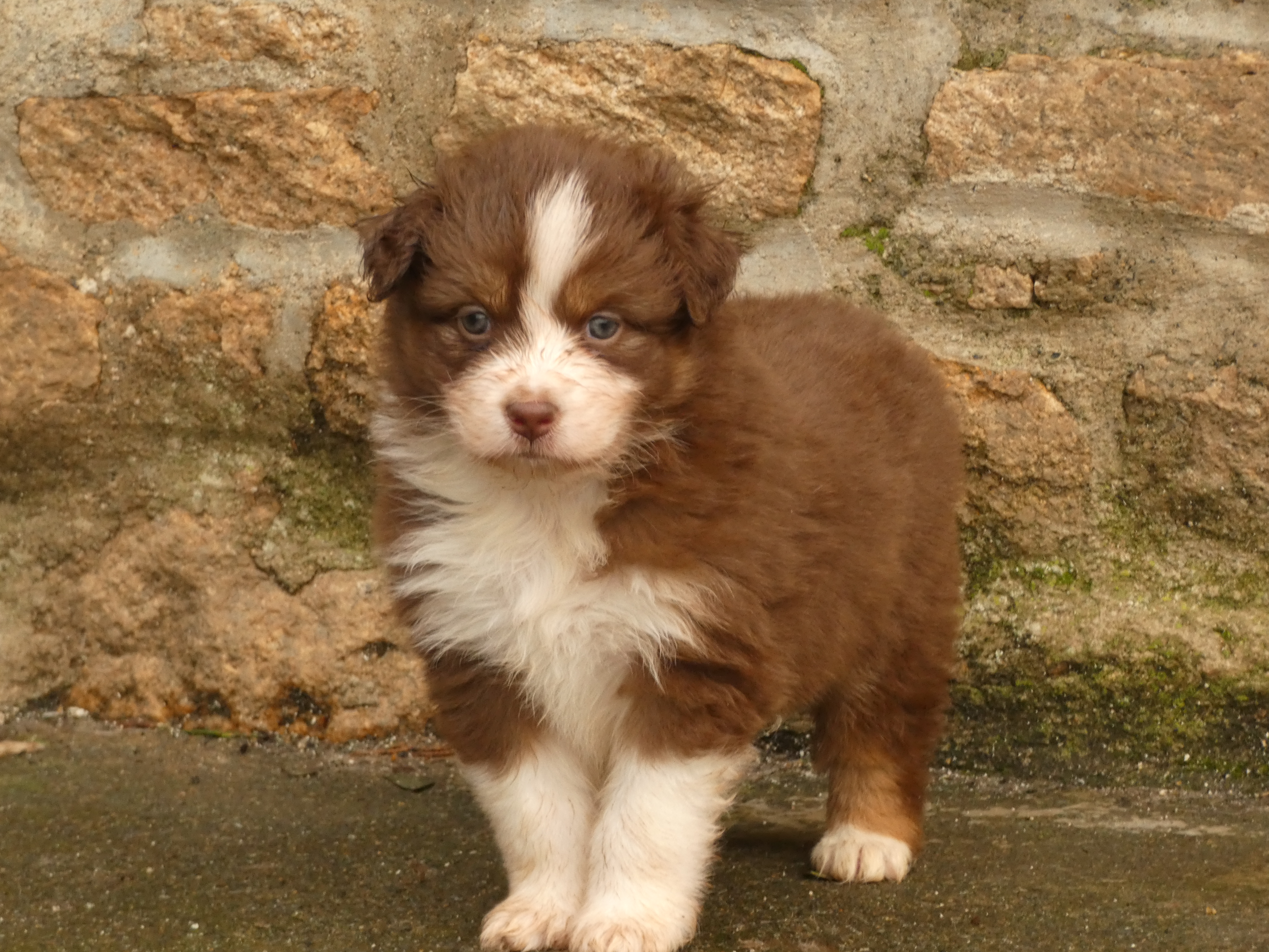Photo d'un chiot berger australien, issue de la portée de Harmony x Tchin, âgé de 1 mois.