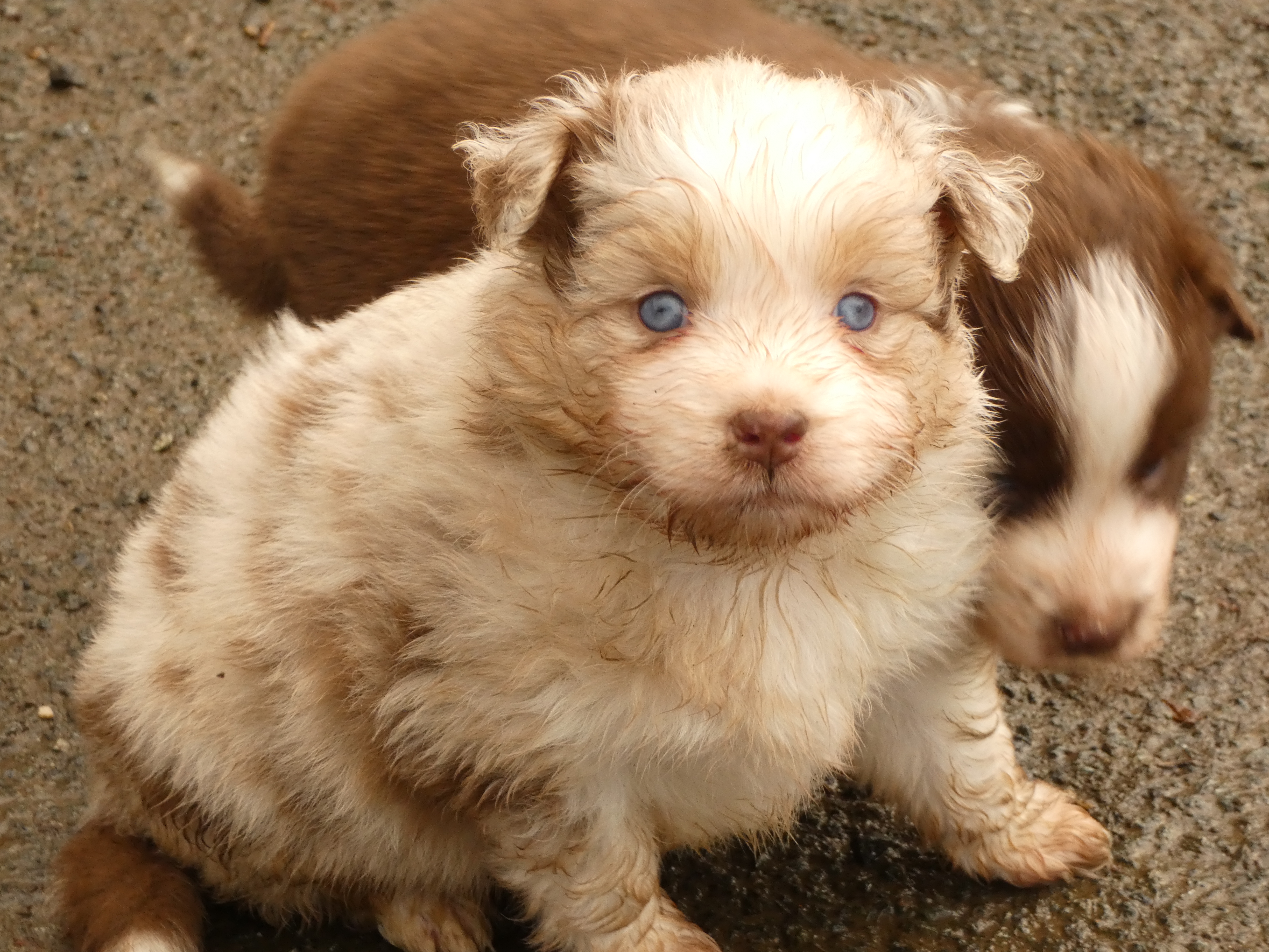 Photo d'un chiot berger australien, issue de la portée de Harmony x Tchin, âgé de 1 mois.