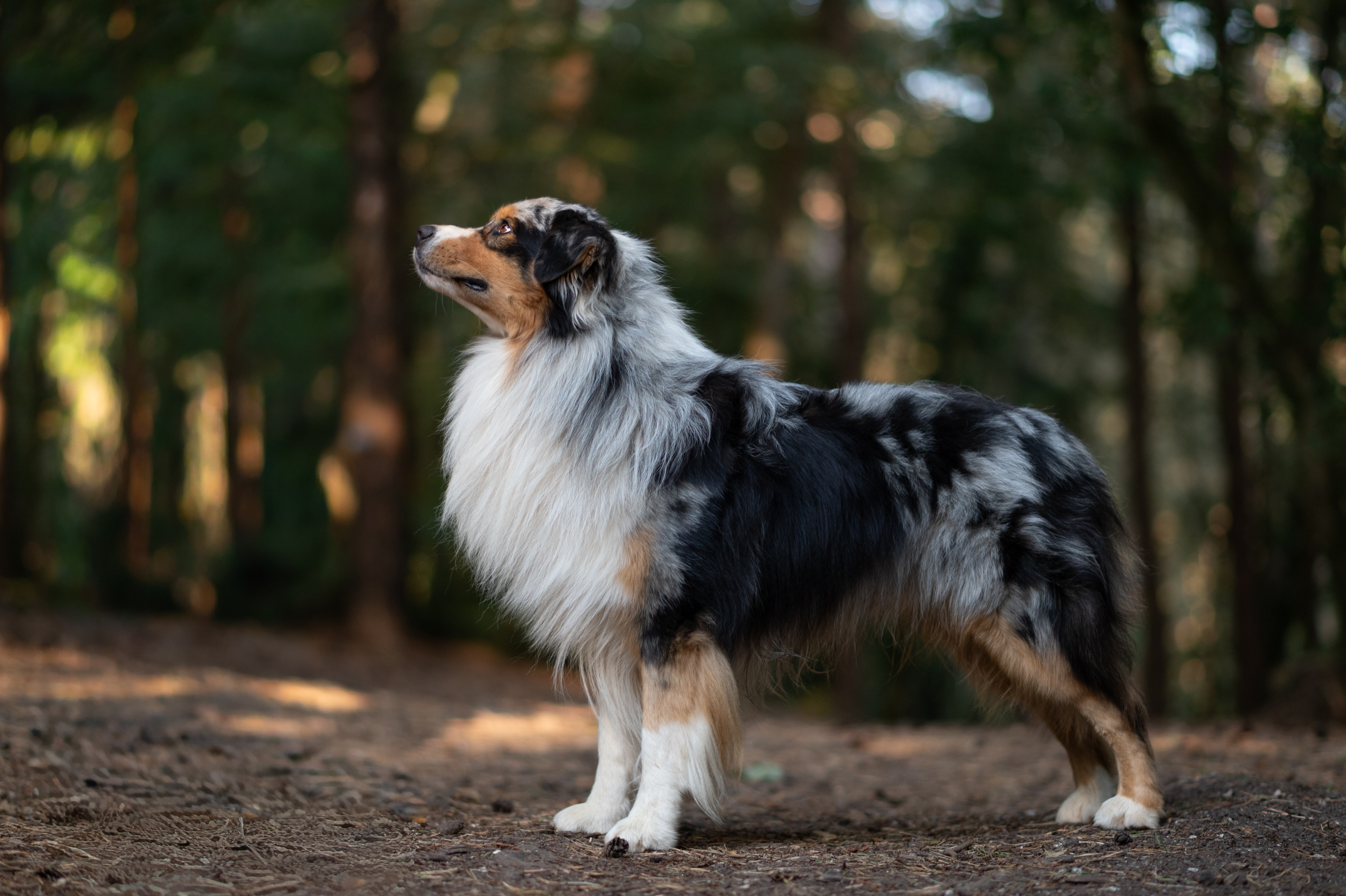 Photo de Jack, australien bleu merle