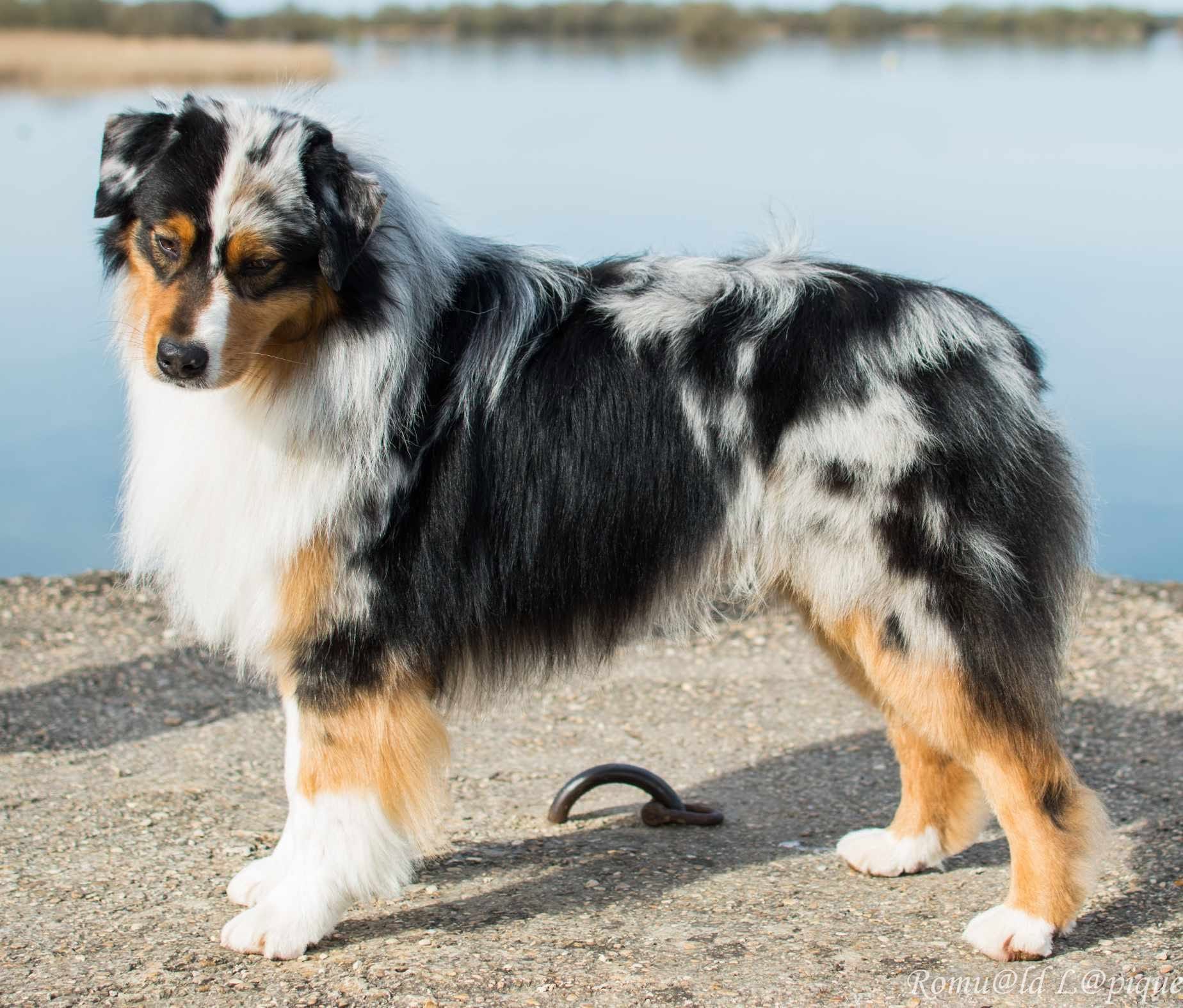 Photo de Jack, australien bleu merle