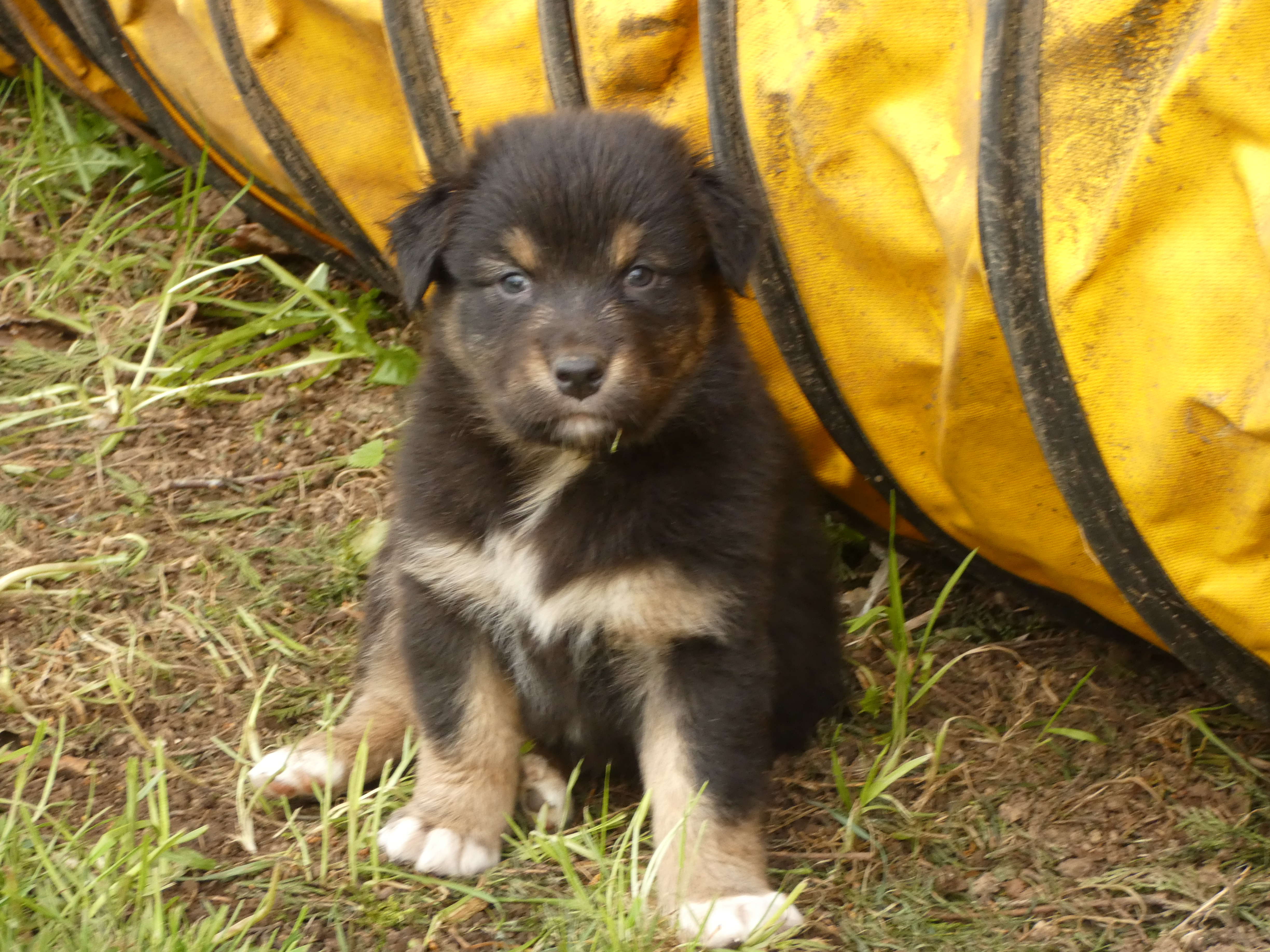 Mâle noir tricolore de 5 semaines Photo d'un chiot berger australien, issu de la portée de Poca et Winnie, âgé de 5 semaines.