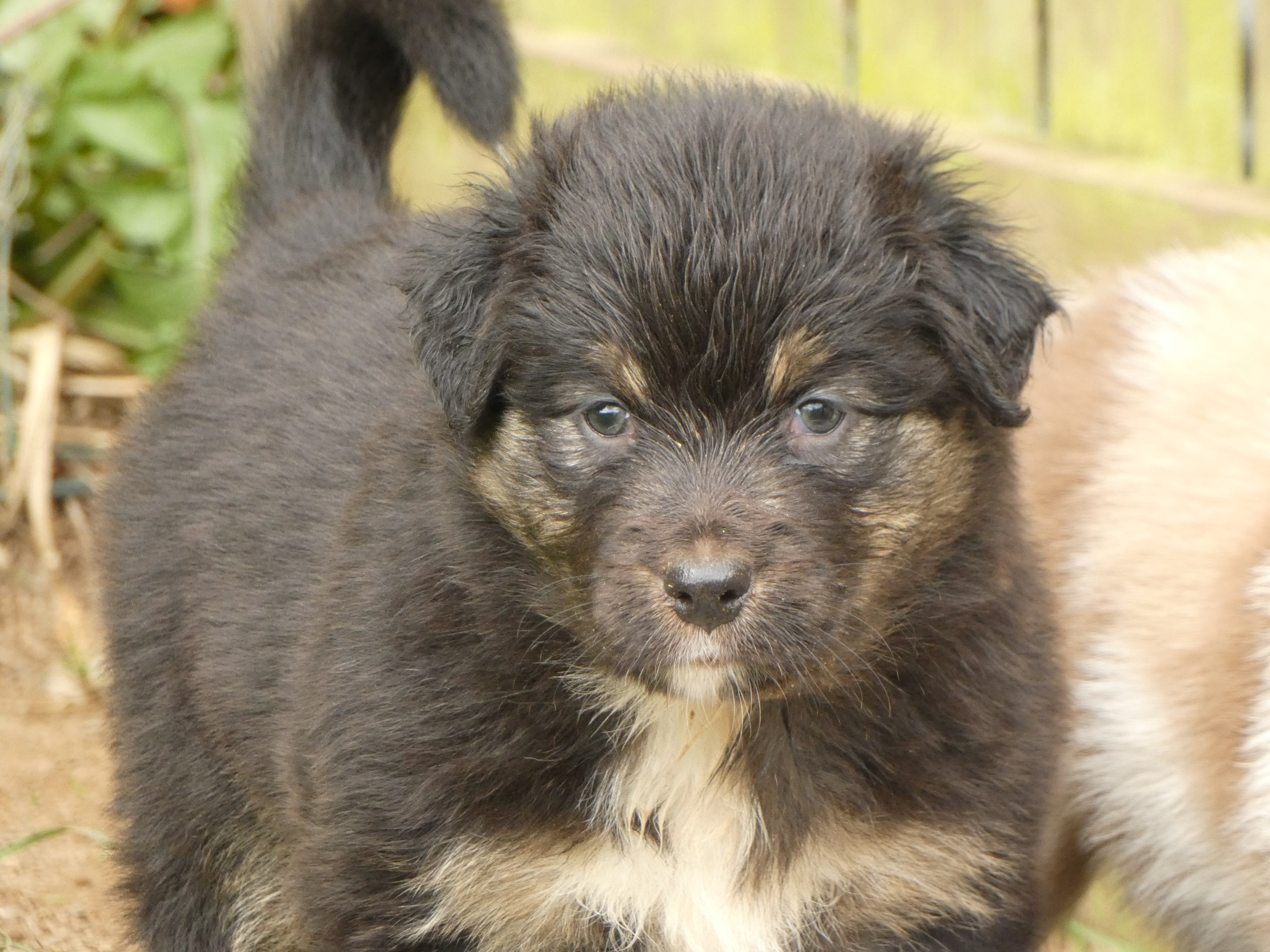 Femelle noire tricolore de 5 semaines Photo d'un chiot berger australien, issue de la portée de Poca et Winnie, âgé de 5 semaines.
