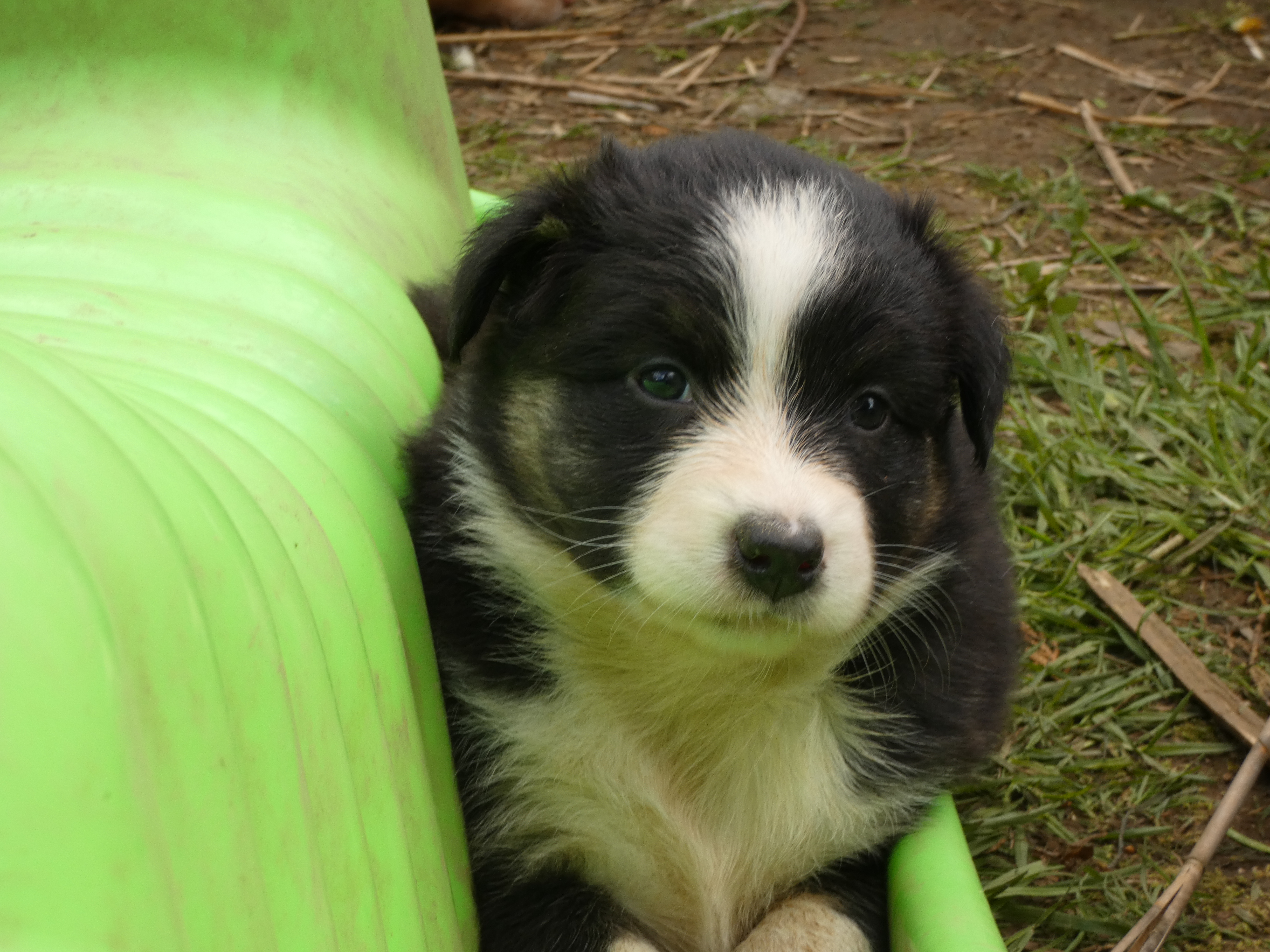 Femelle noire tricolore de 5 semaines Photo d'un chiot berger australien, issue de la portée de Poca et Winnie, âgé de 5 semaines.